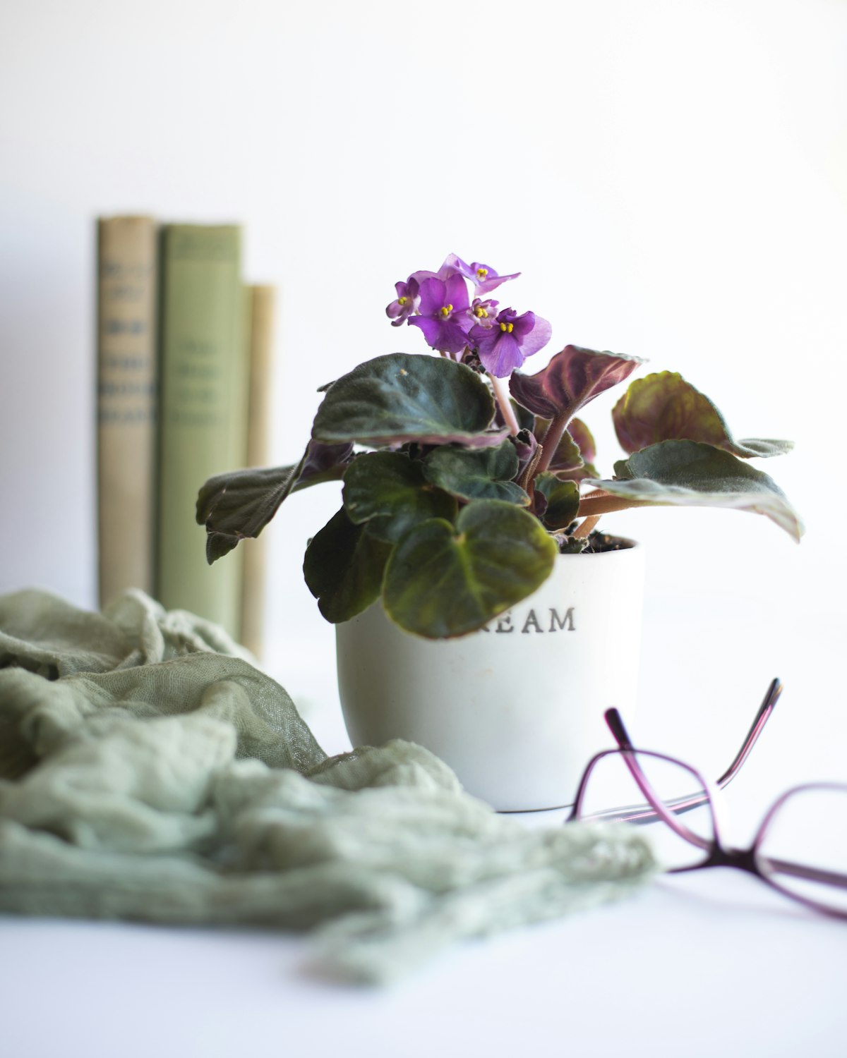 Blooming African violet with purple flowers and fuzzy leaves