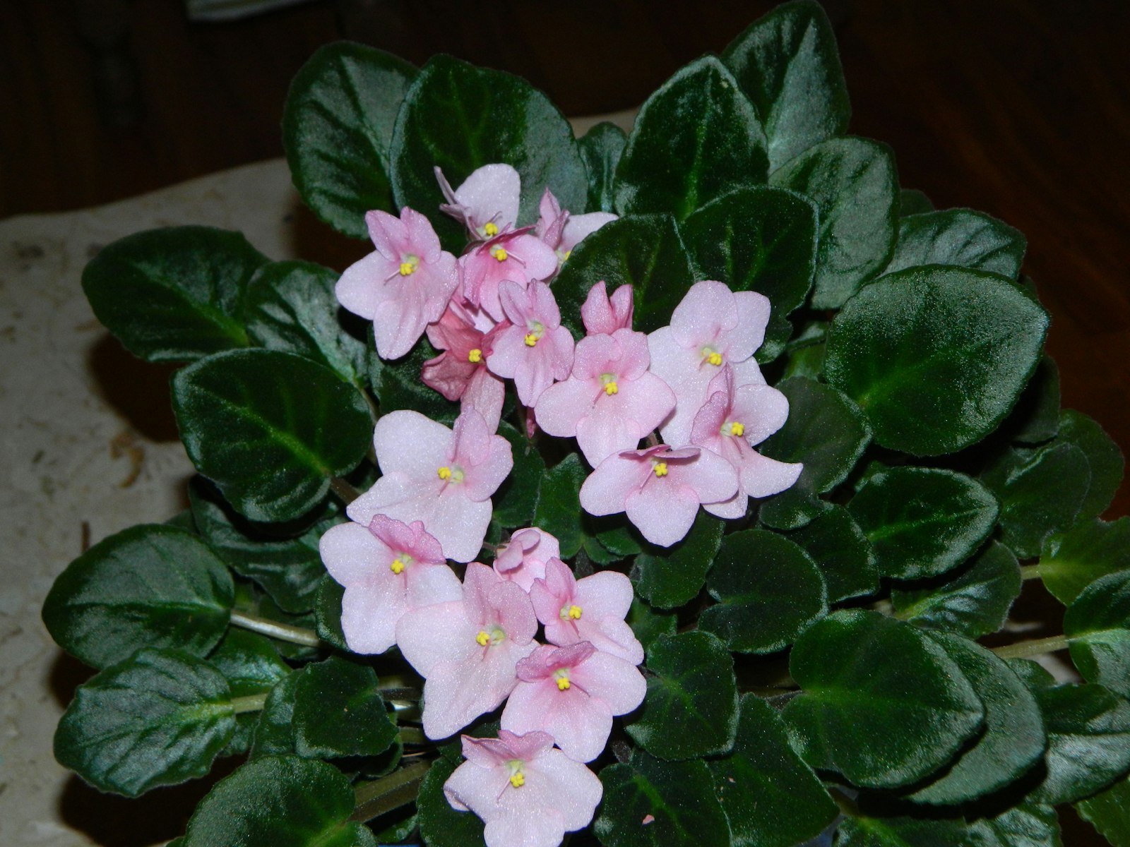 Potted African violet with pink blooms and fuzzy green leaves