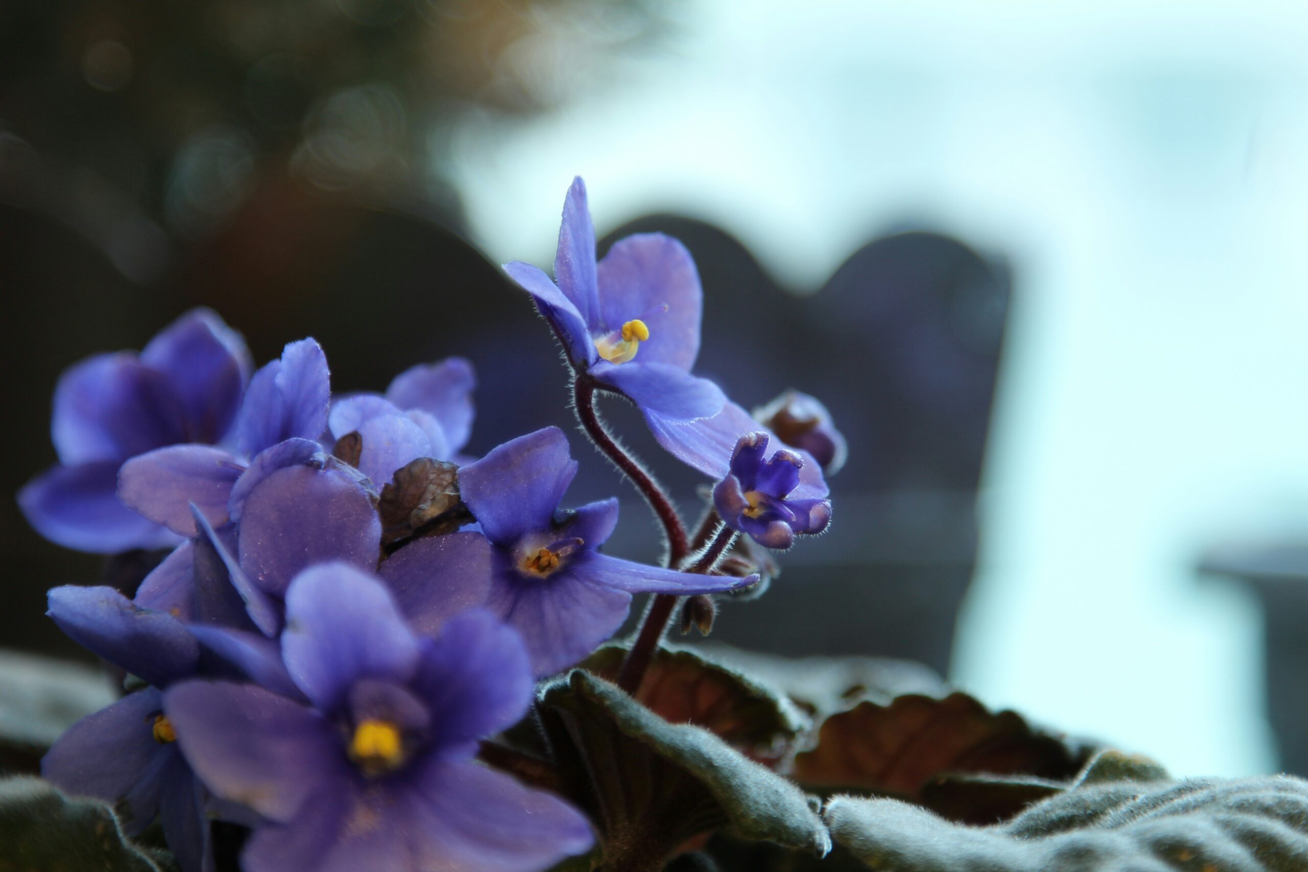 African violet (Saintpaulia) with purple flowers and fuzzy dark green leaves