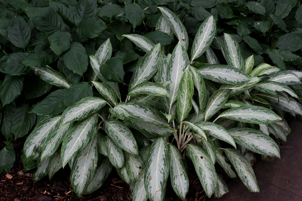 Silver and green mottled Chinese evergreen leaves against dark foliage