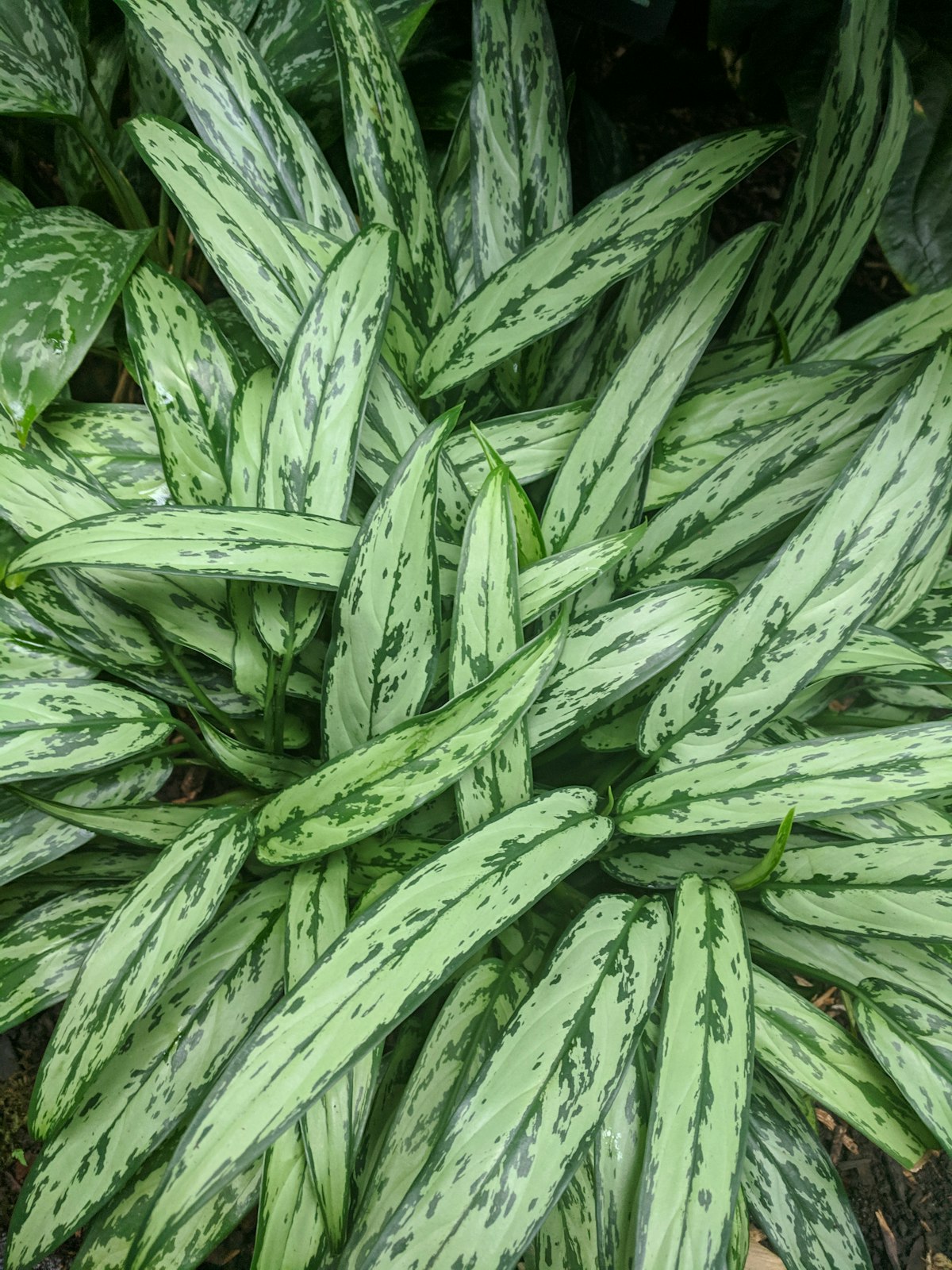 Chinese evergreen plant with variegated green and silver leaves
