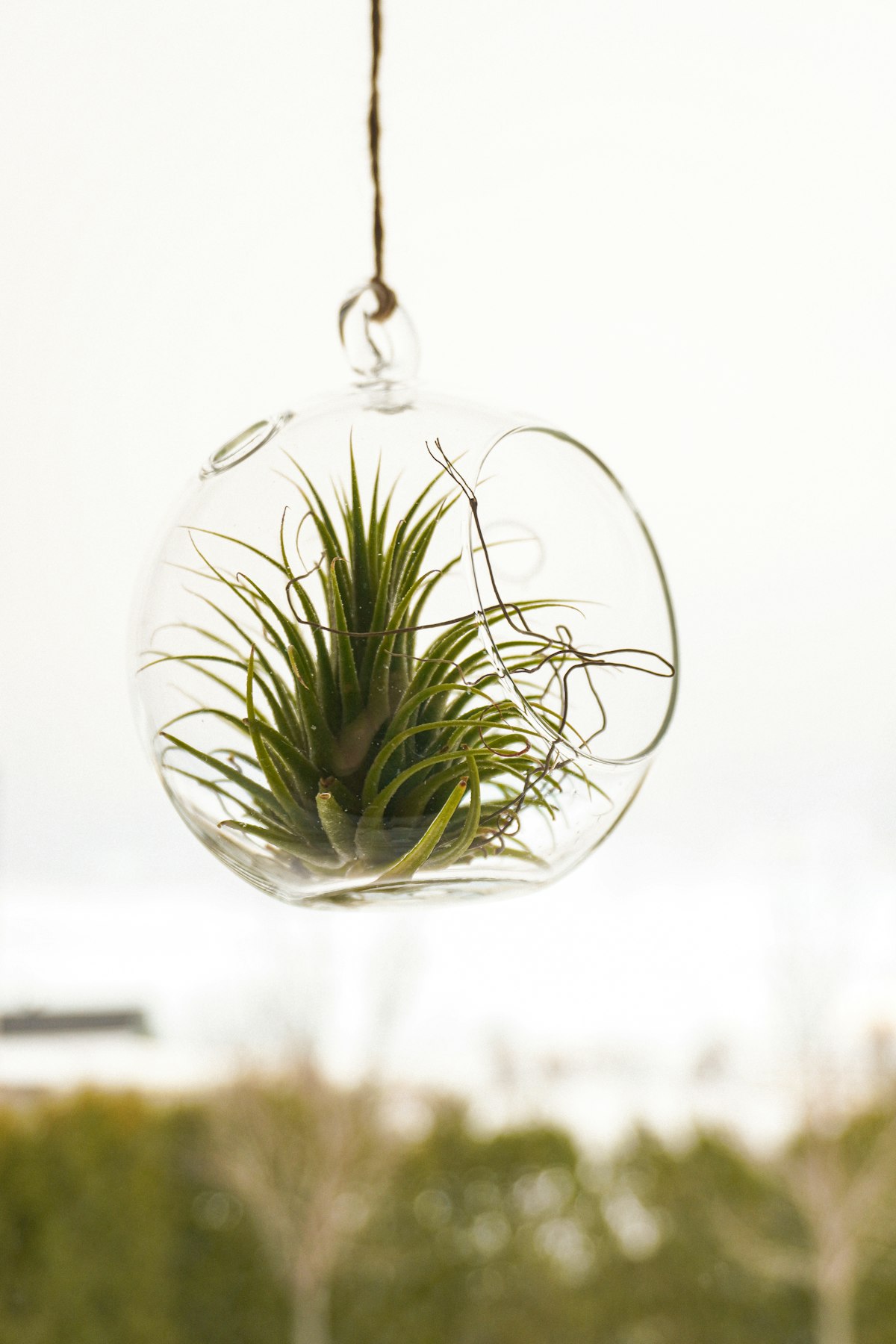 Air plant in a hanging glass terrarium