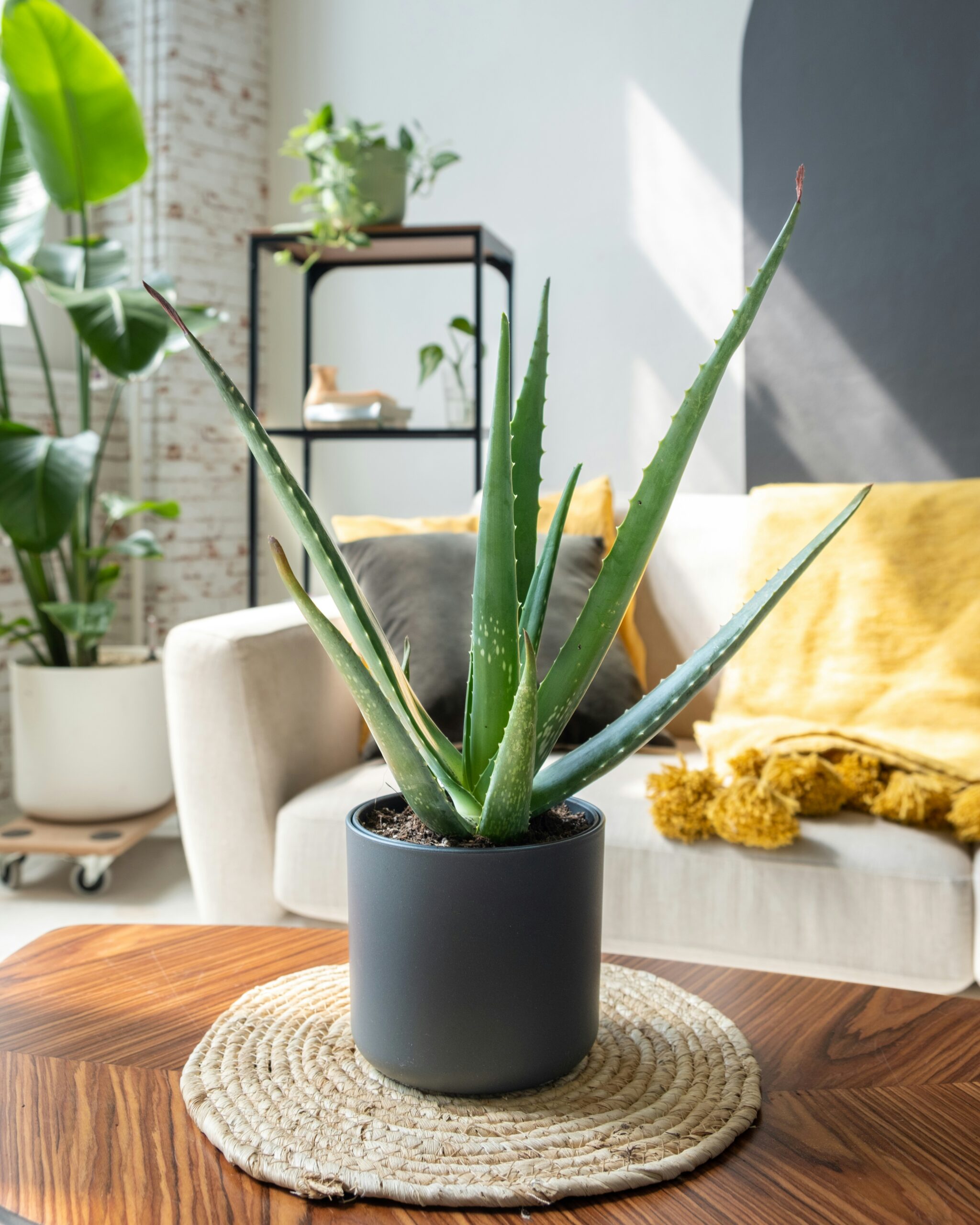 Healthy Aloe vera plant with upright, blue-green fleshy leaves in a dark pot