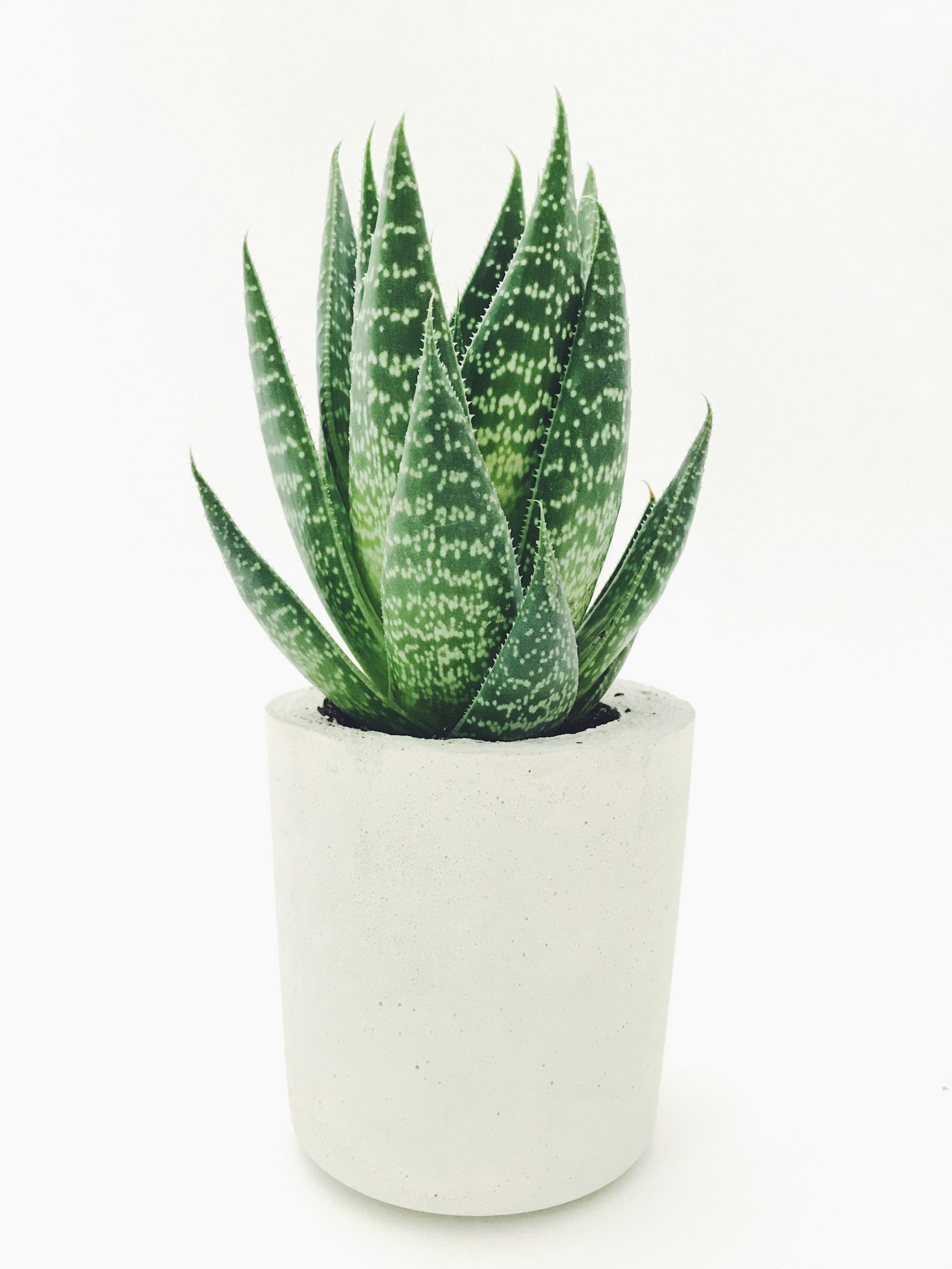 Aloe vera plant in a white pot