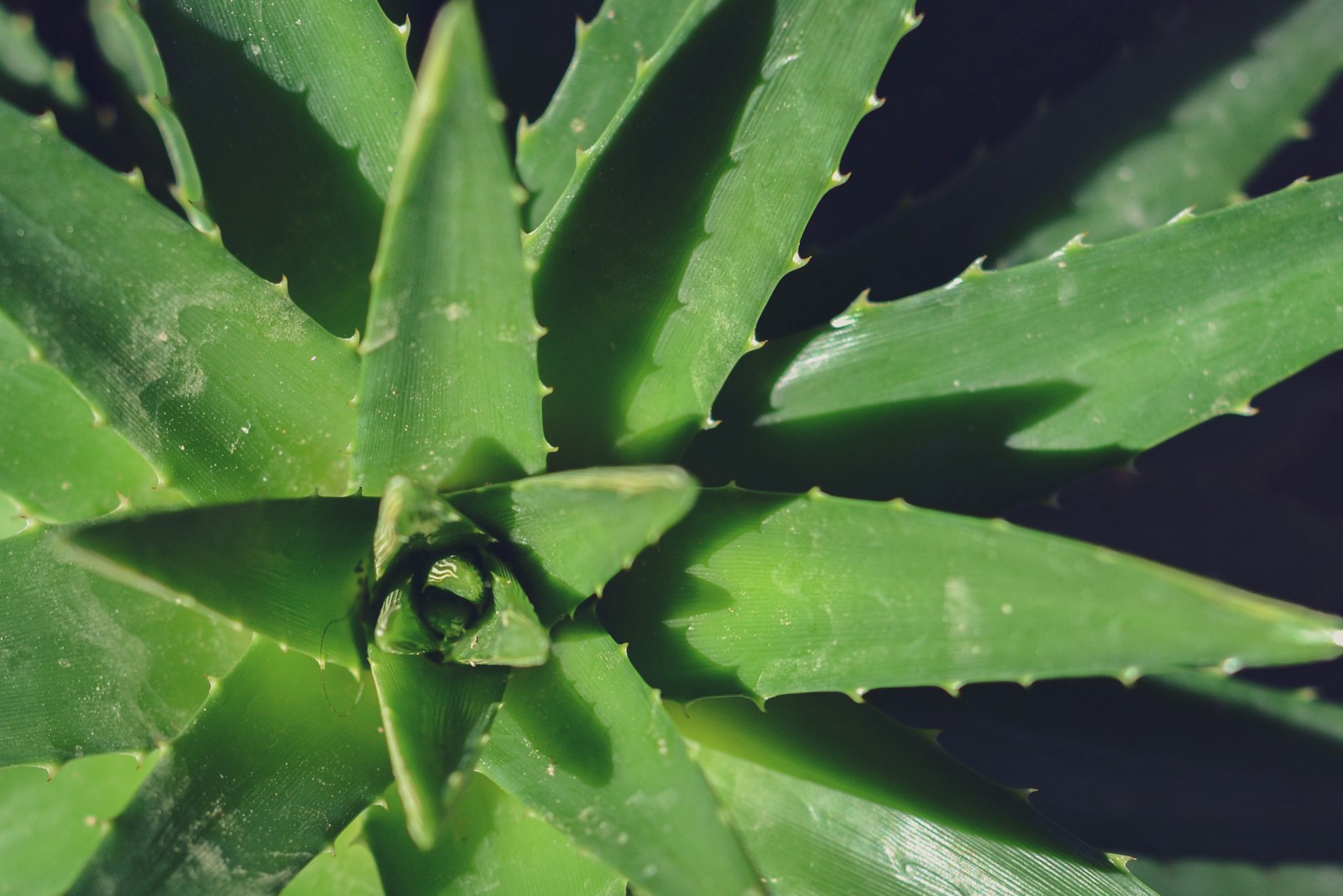 Close-up of a healthy aloe vera plant rosette with thick green leaves