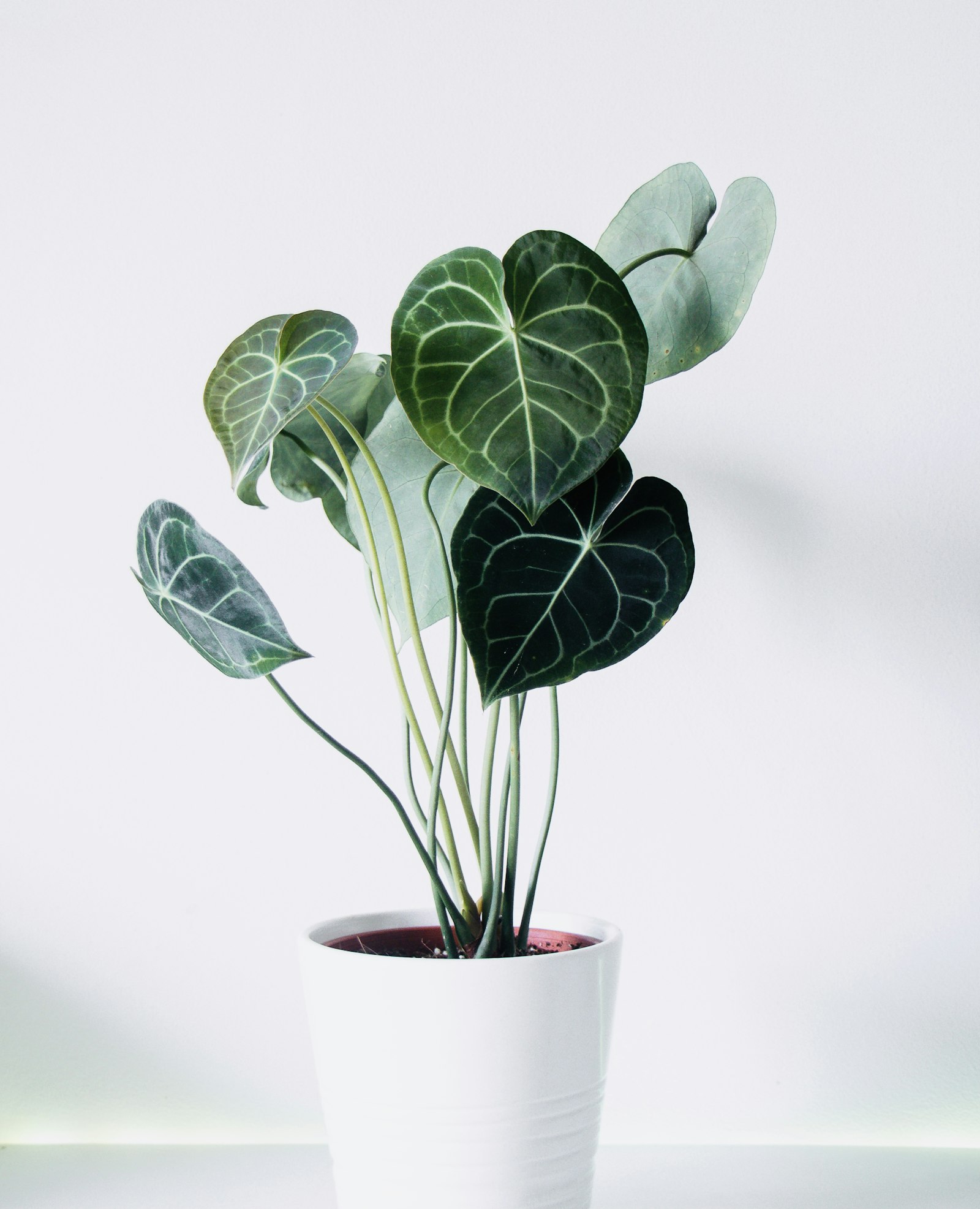 Anthurium plant with deeply veined velvety leaves in a white pot