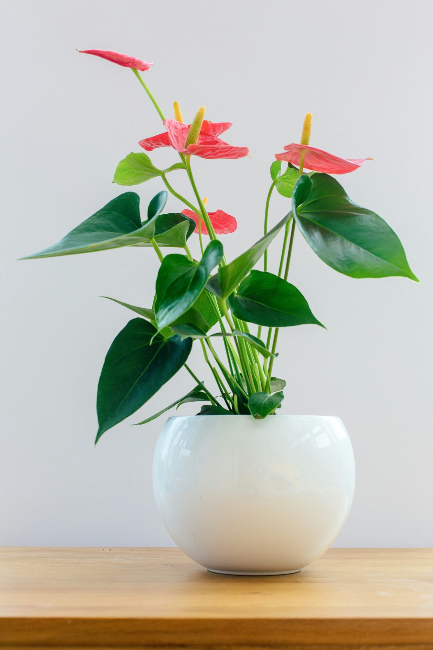 Anthurium andraeanum with glossy heart-shaped leaves and waxy pink spathes in a white pot