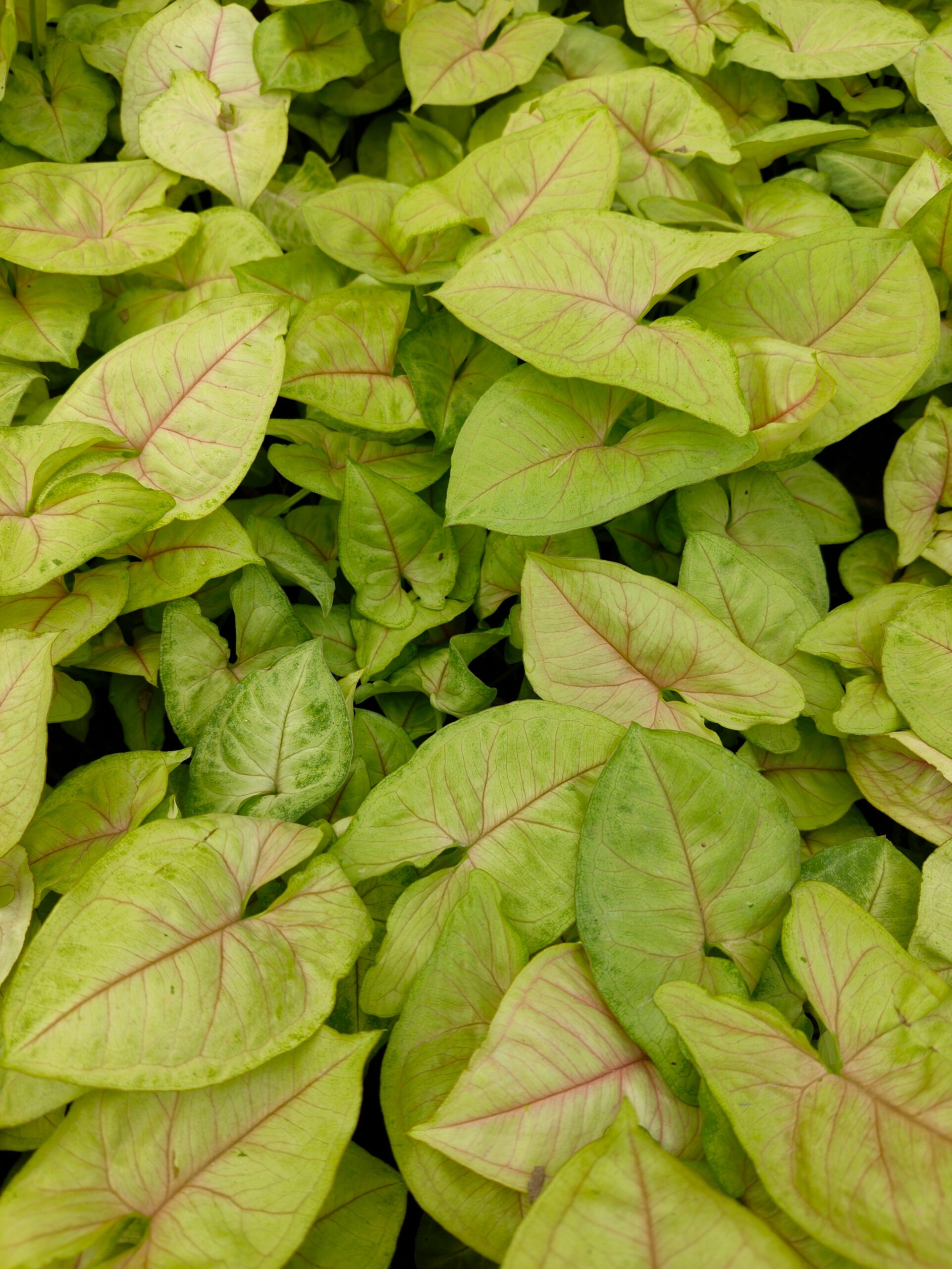 Young syngonium arrowhead plant leaves with pink veining