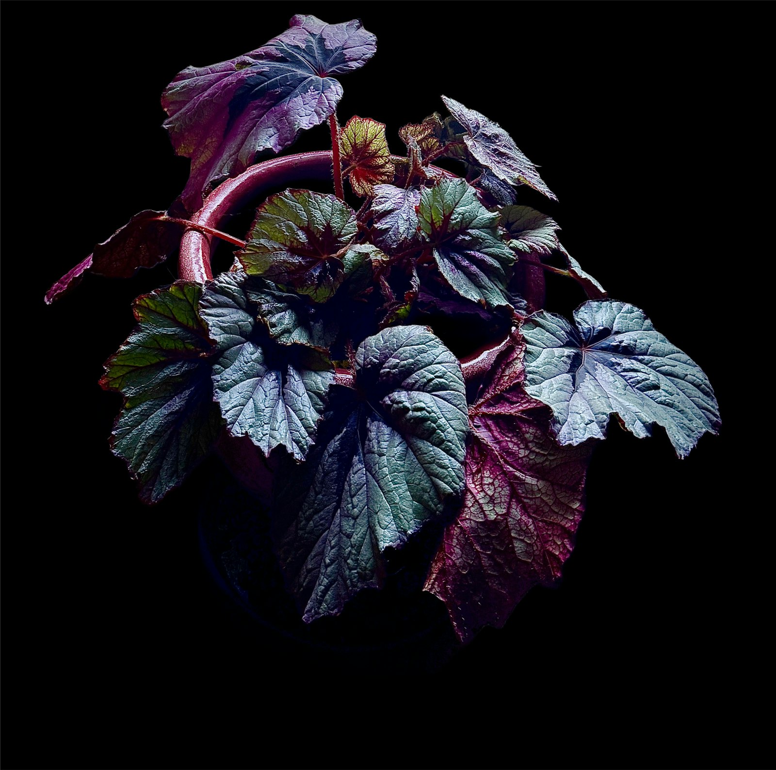 Potted rex begonia with dark textured leaves