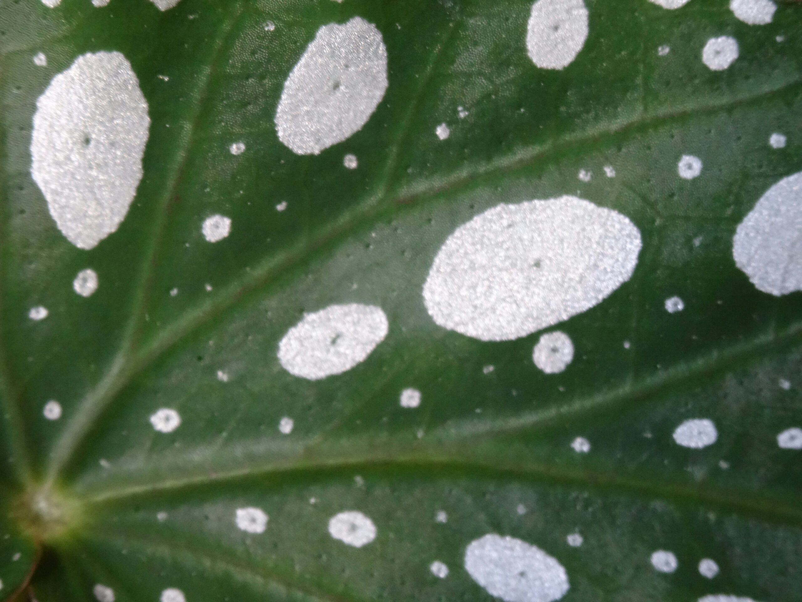 Begonia maculata leaf with silvery white polka-dot spots on dark green