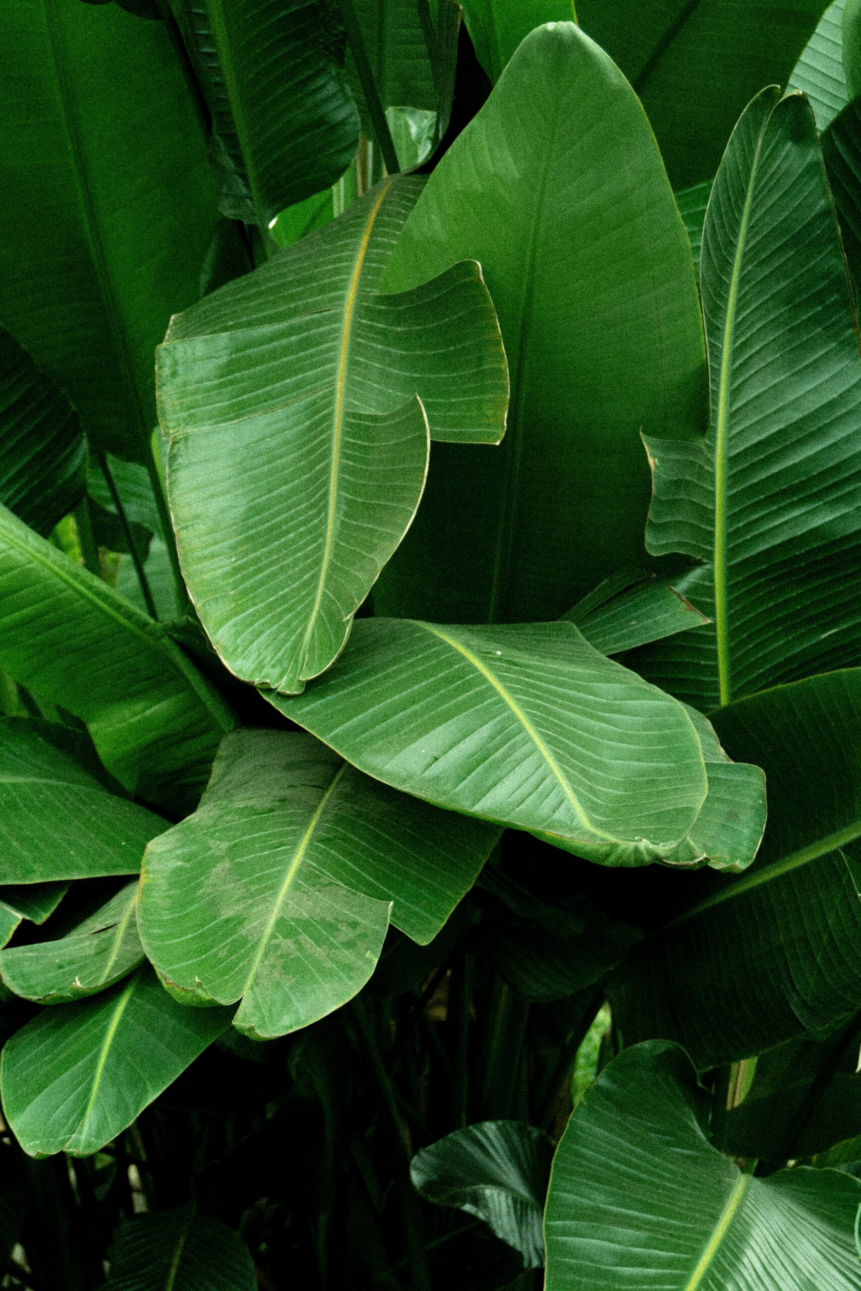 Bird of paradise (Strelitzia nicolai) foliage showing large paddle-shaped leaves with natural splits along the veins