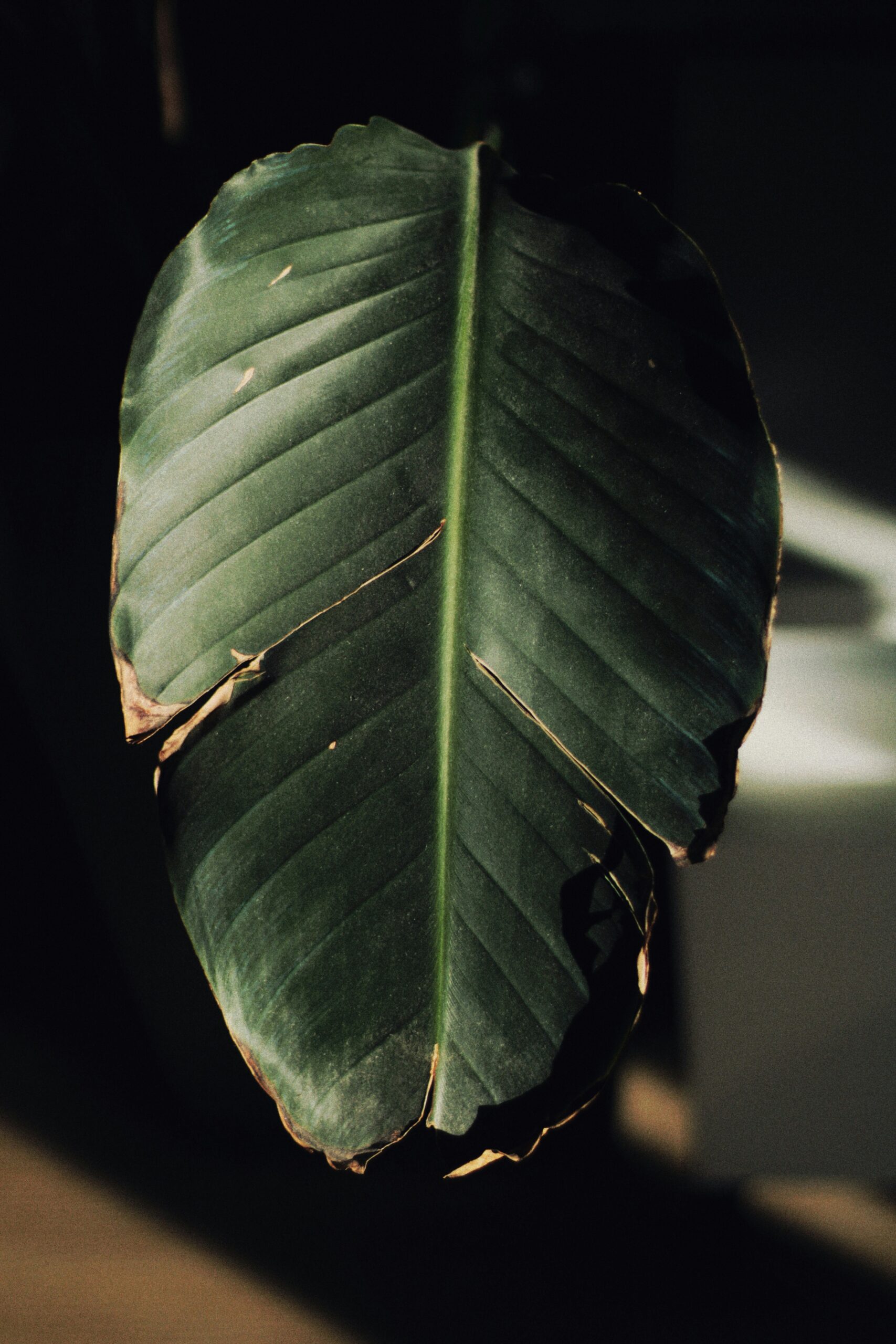 Bird of paradise (Strelitzia) leaf with thin, crispy brown edges around the perimeter