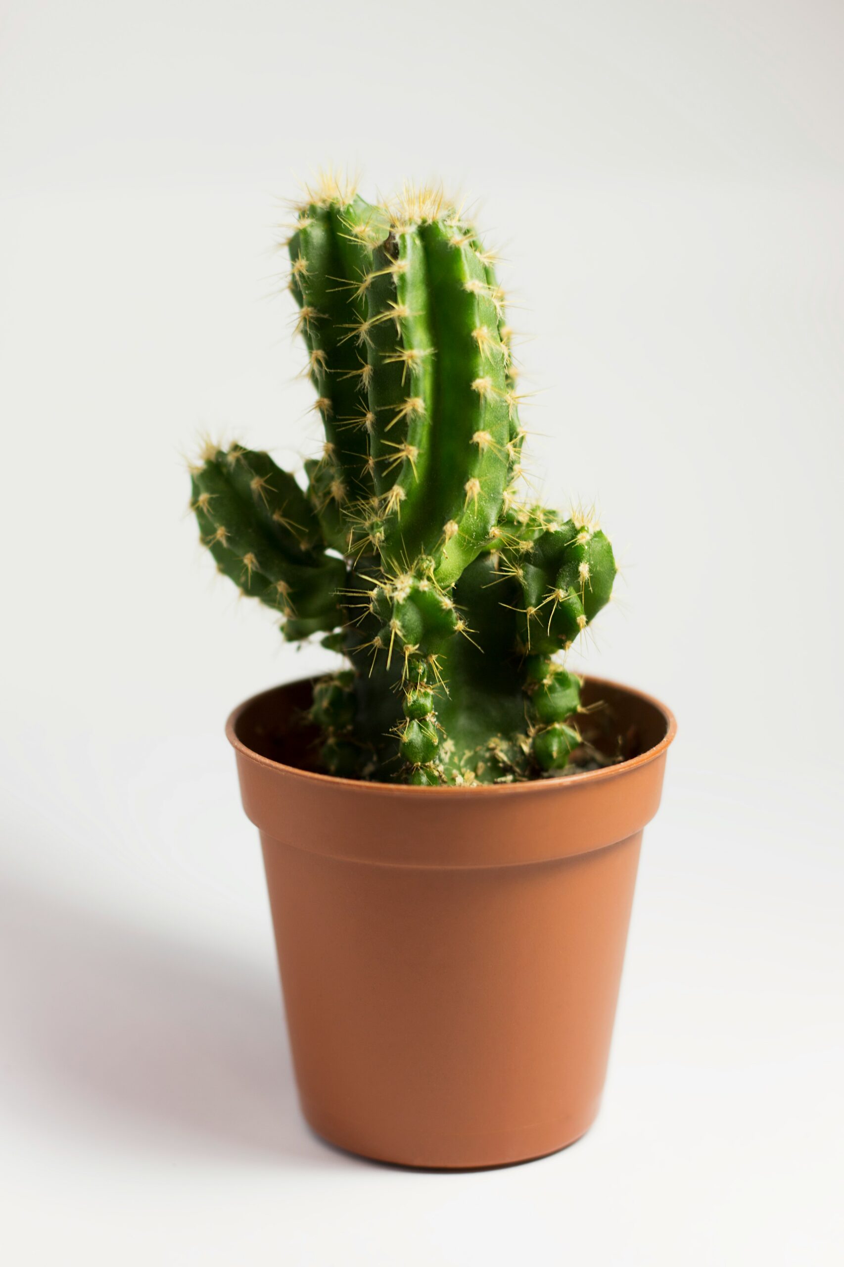 Potted columnar cactus with visible ribs and spines in a terracotta pot