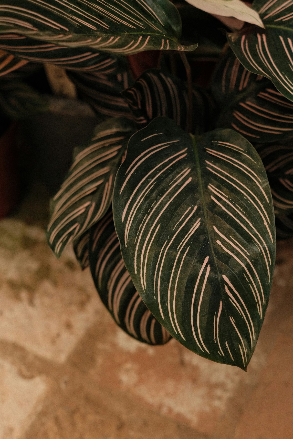 Calathea ornata leaf with pink pinstripe pattern on dark green
