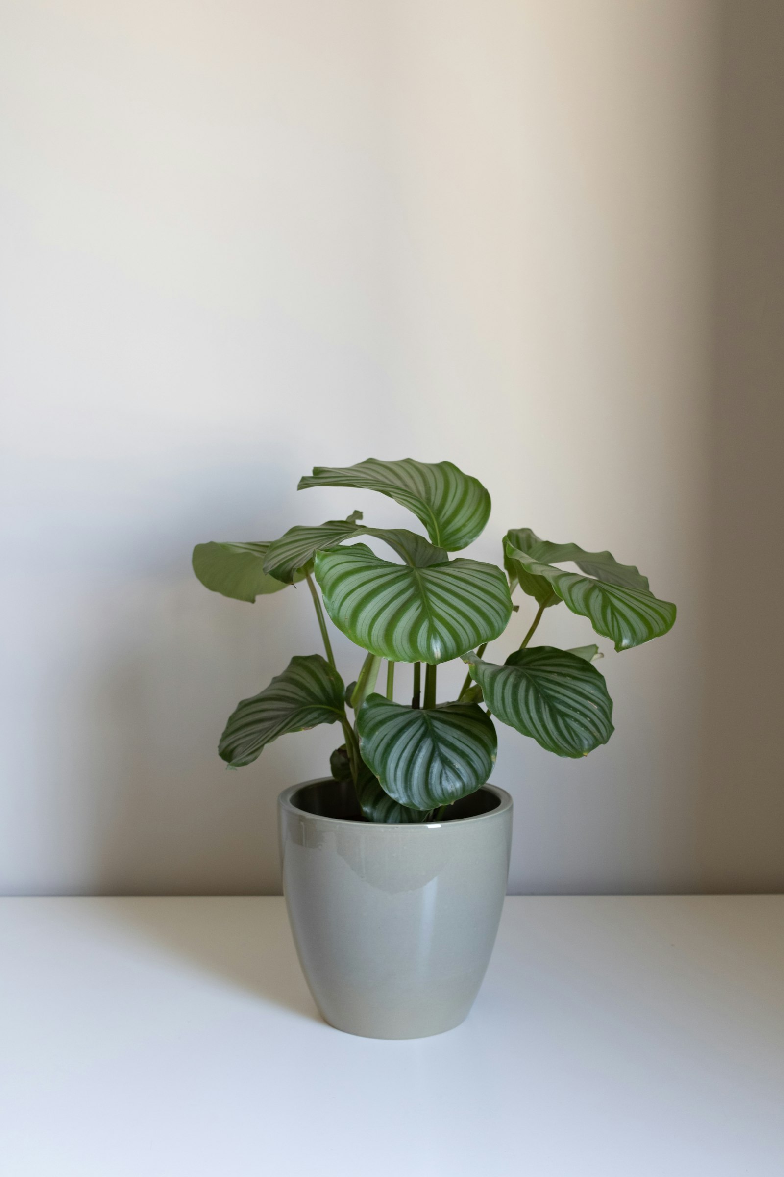 A calathea plant with patterned leaves in a white pot on a table