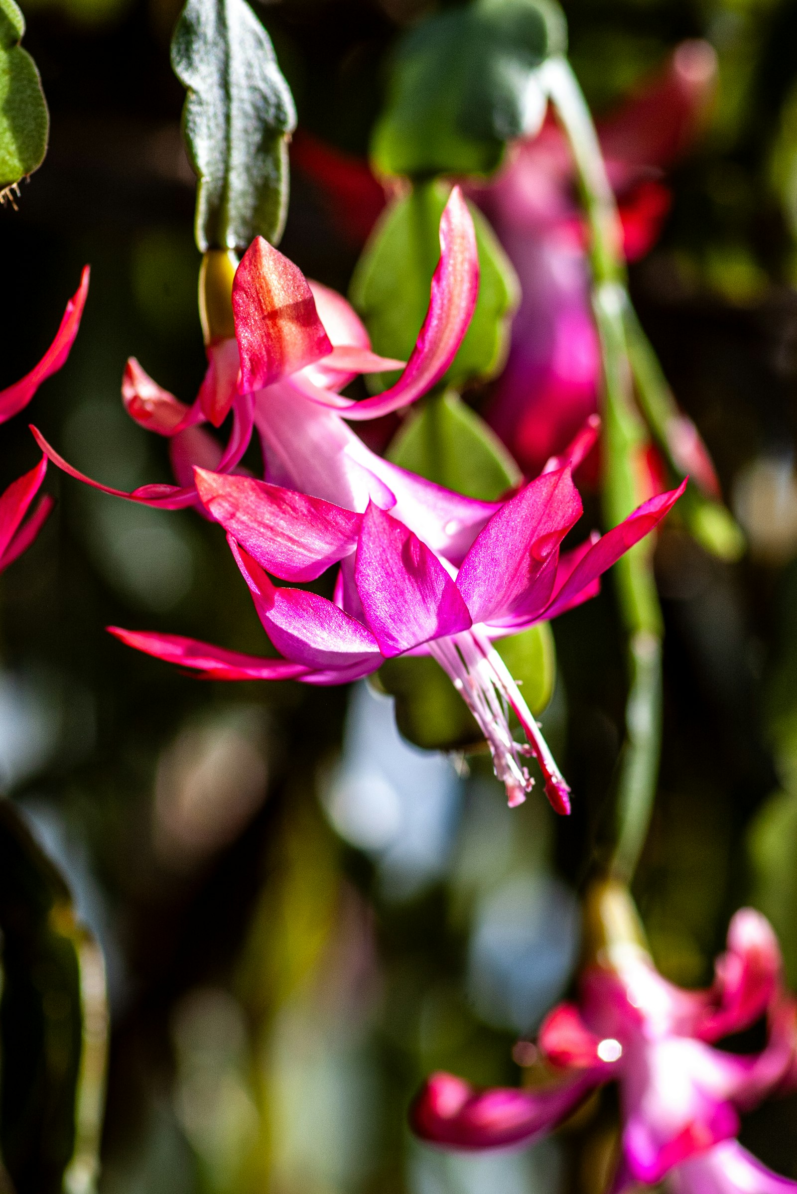 Christmas cactus in bloom with bright pink flowers