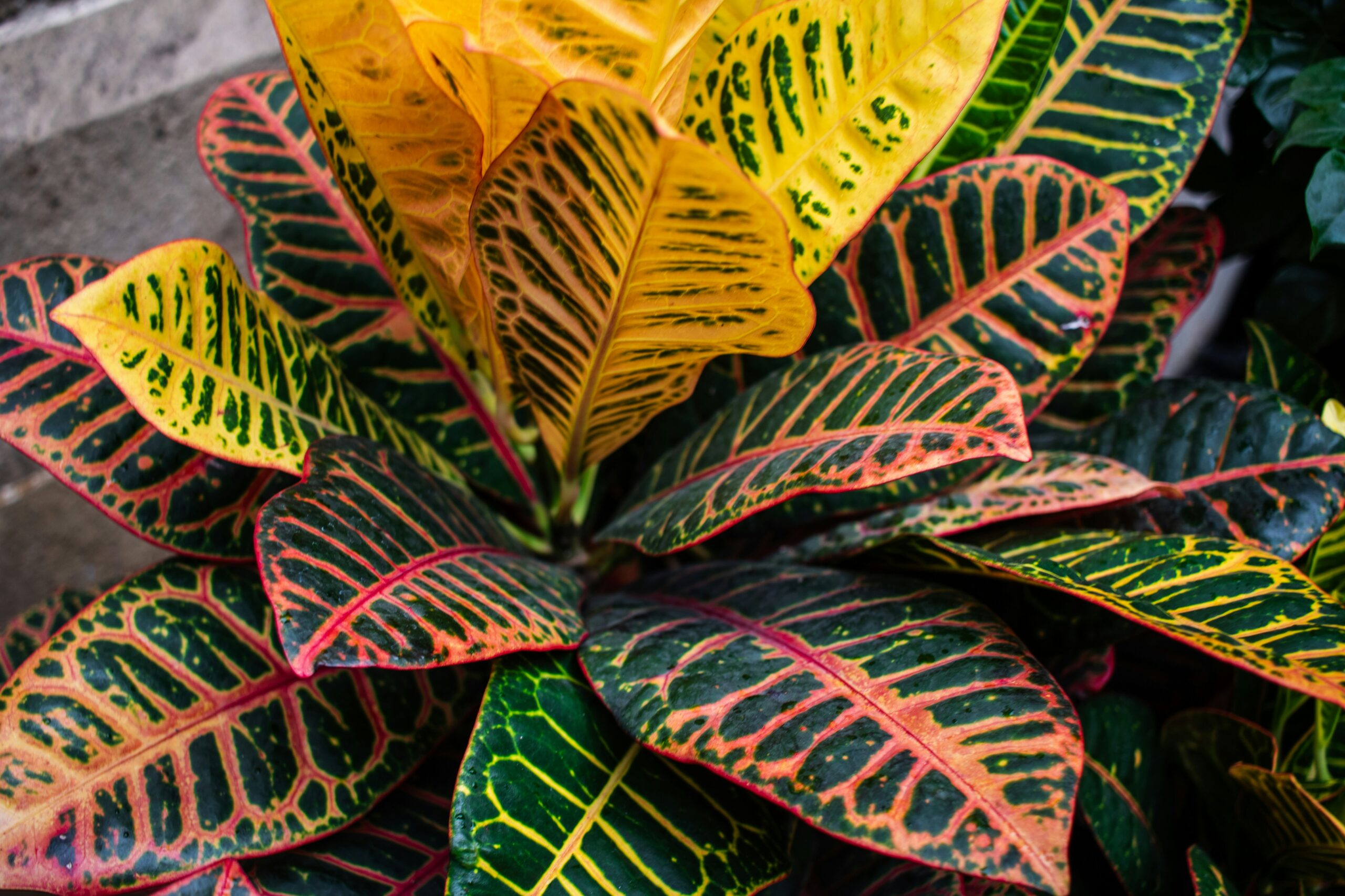 Croton leaves with vibrant red, orange, yellow, and green variegation