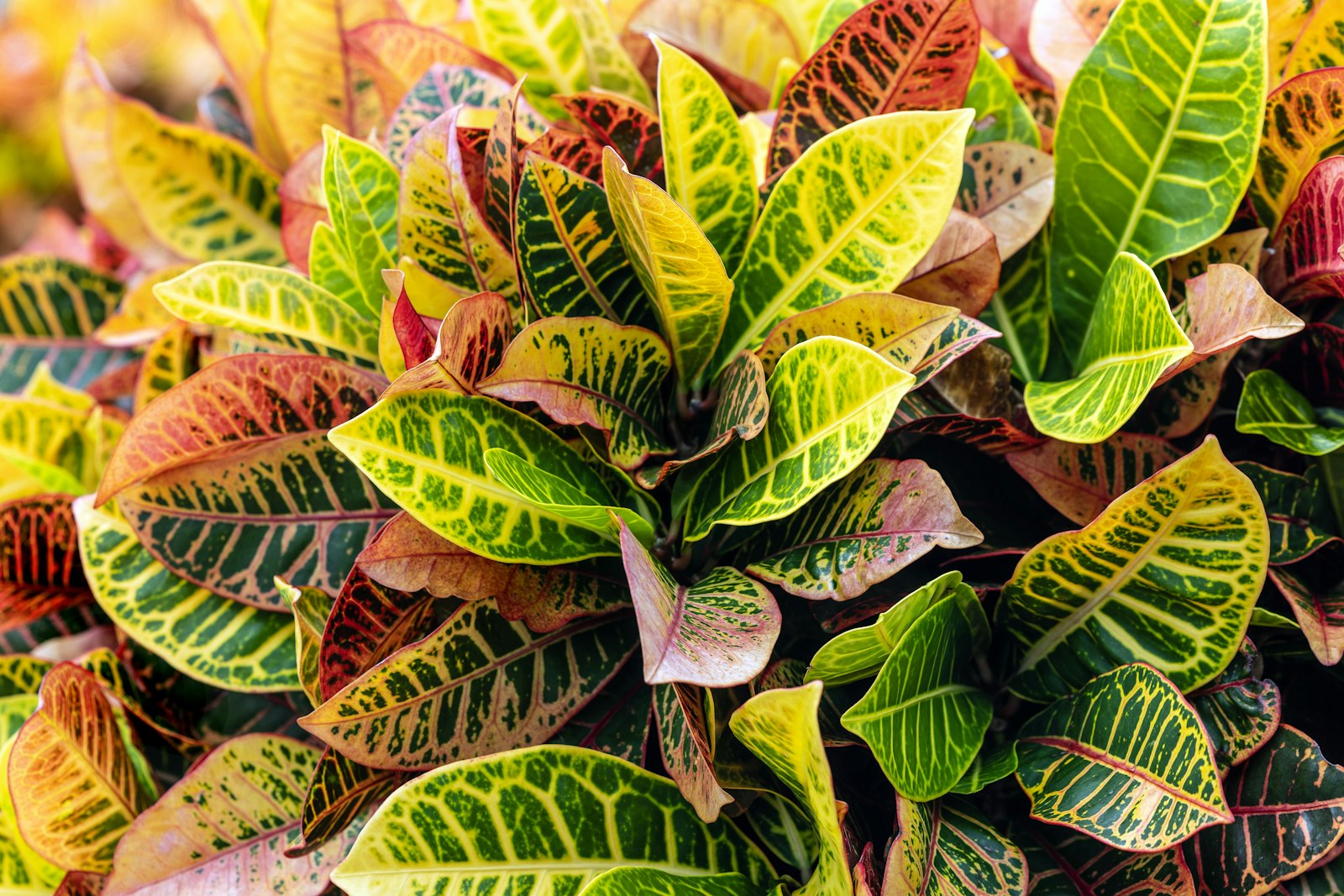 Colorful croton leaves with red, yellow, and green variegation