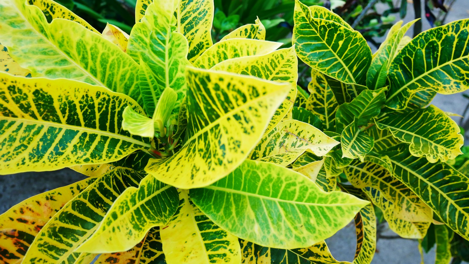 Colorful croton plant with red, orange, and green variegated leaves