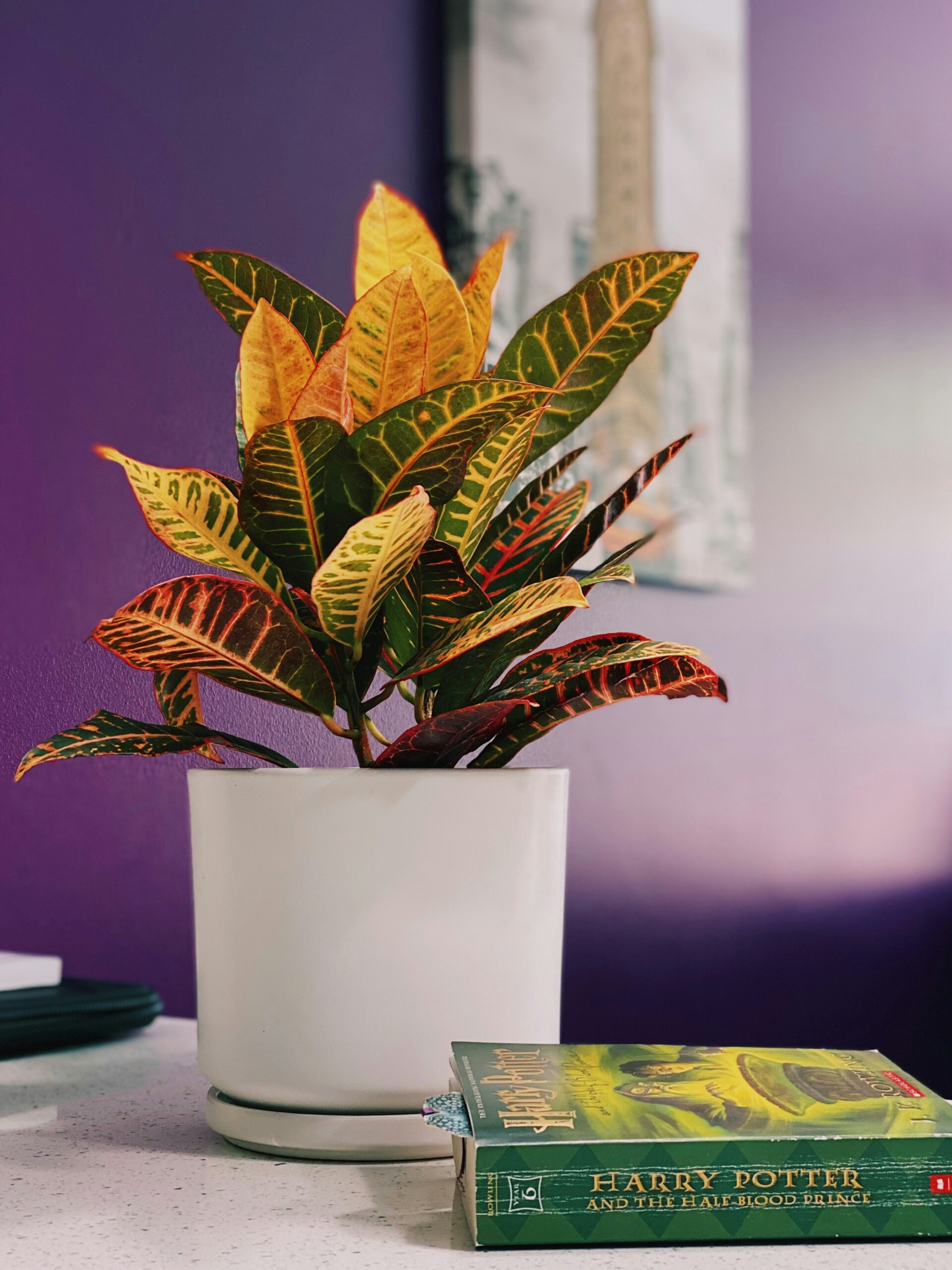 Croton plant with broad red, orange, yellow, and green leaves in a white pot