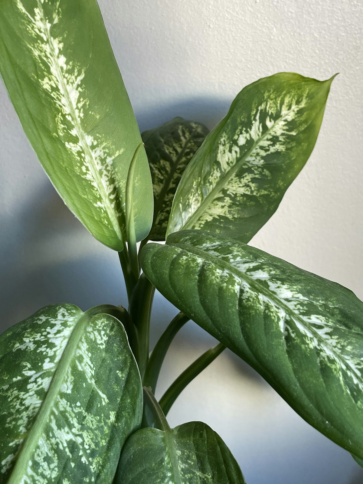 Dieffenbachia plant with variegated green and white leaves