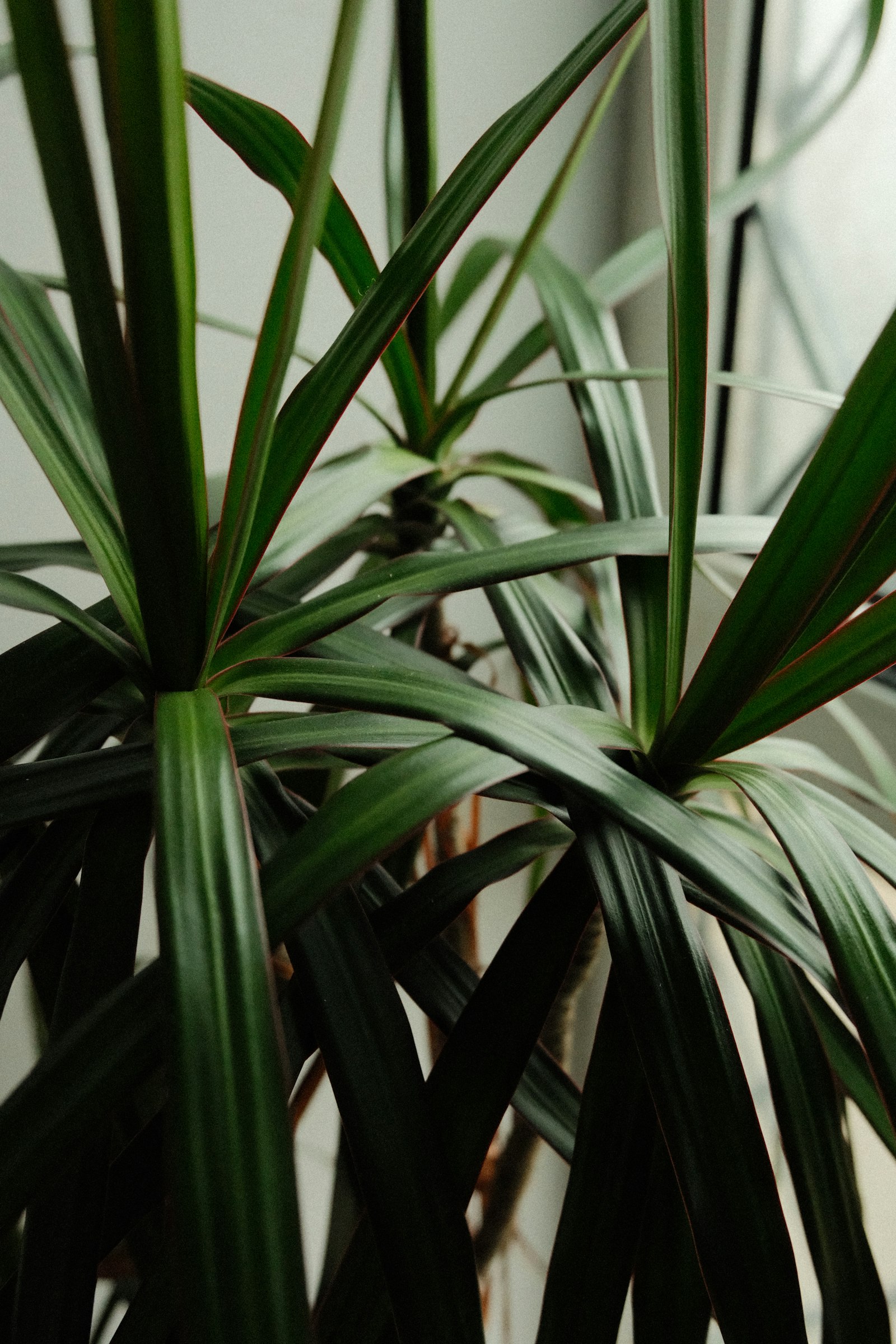 Close-up of dracaena dragon tree leaves