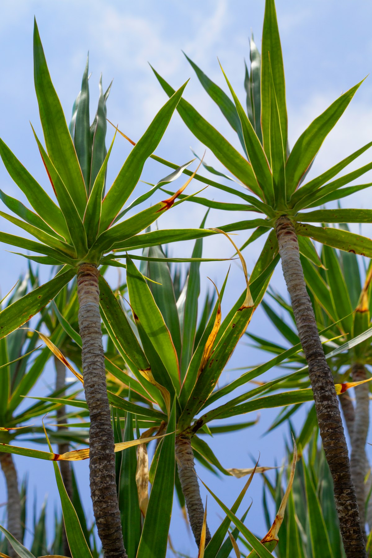 Dracaena marginata narrow spiky leaves with red edges