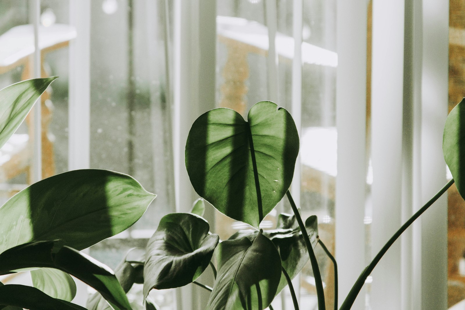 A wilted houseplant with drooping leaves sitting near a window