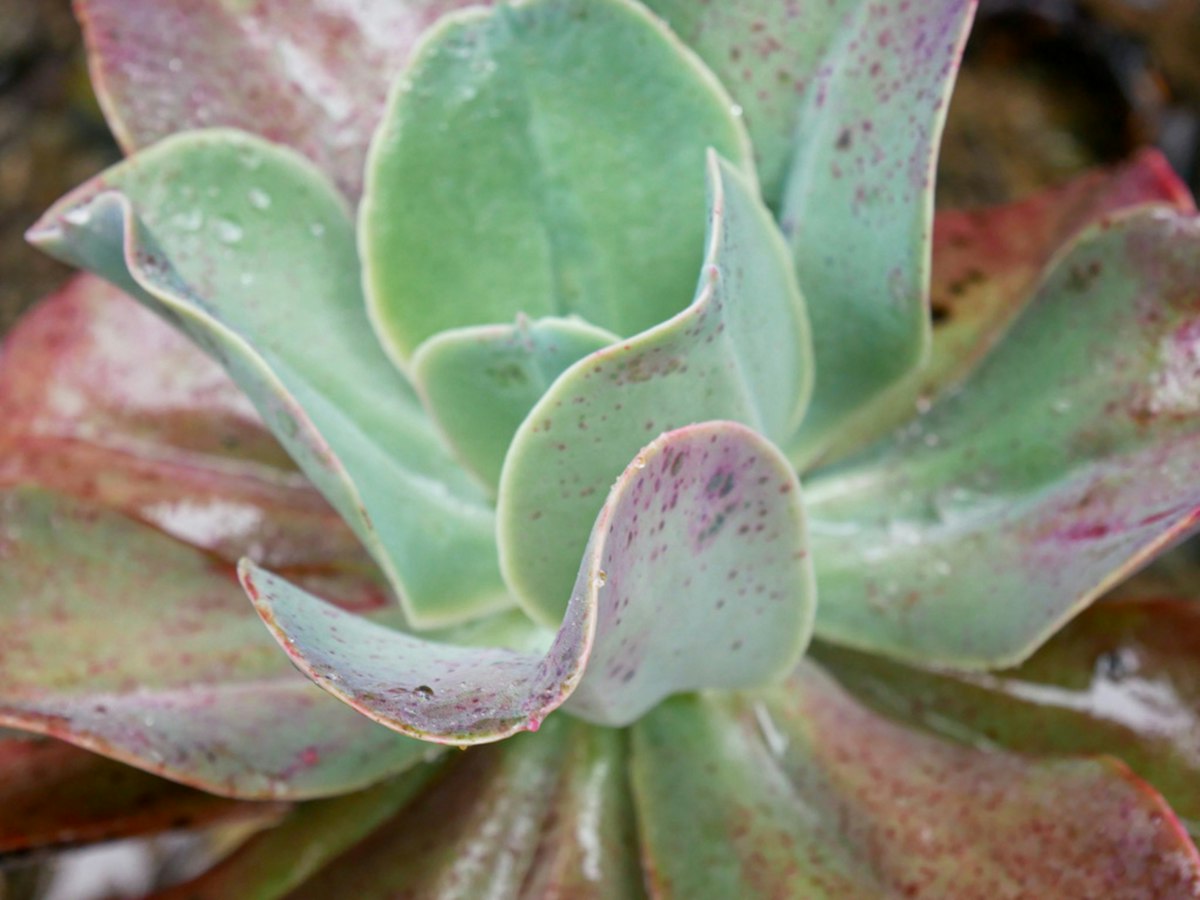 Close-up of a plump, healthy echeveria rosette with pink-tinged leaf edges