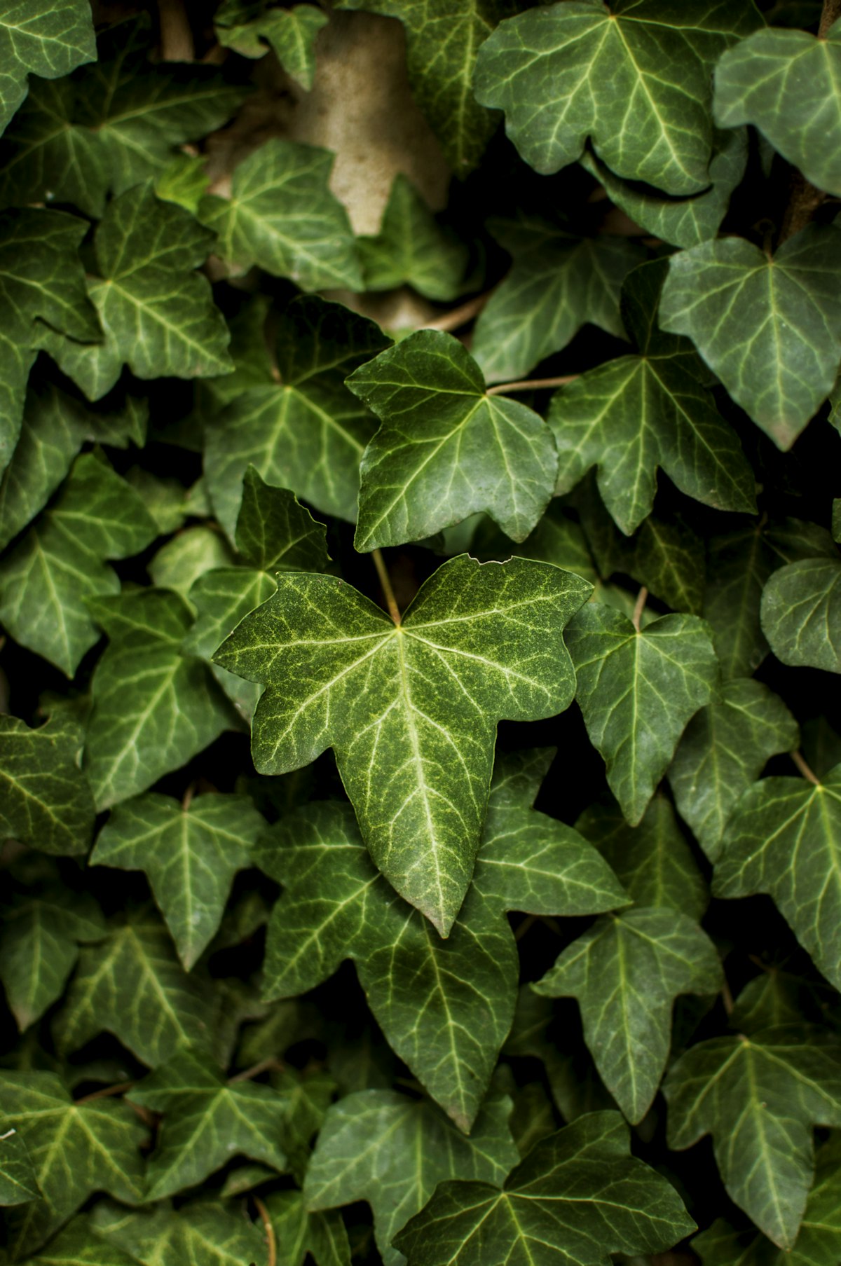 Close-up of English ivy leaves showing pointed lobes and vein pattern