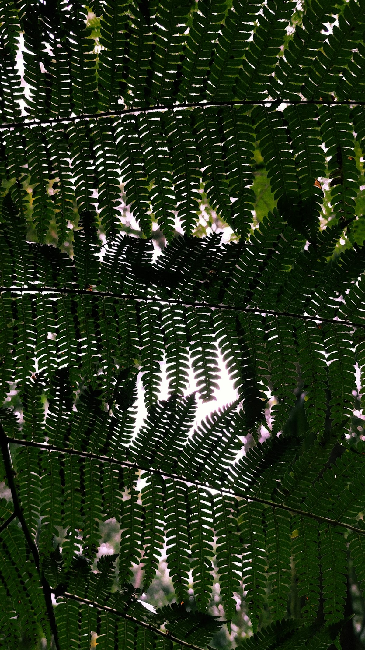 Close-up of feathery fern frond leaflets