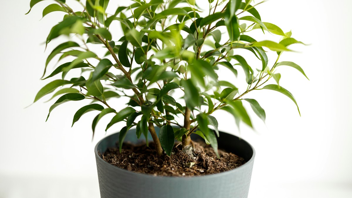 Ficus benjamina weeping fig with small glossy leaves