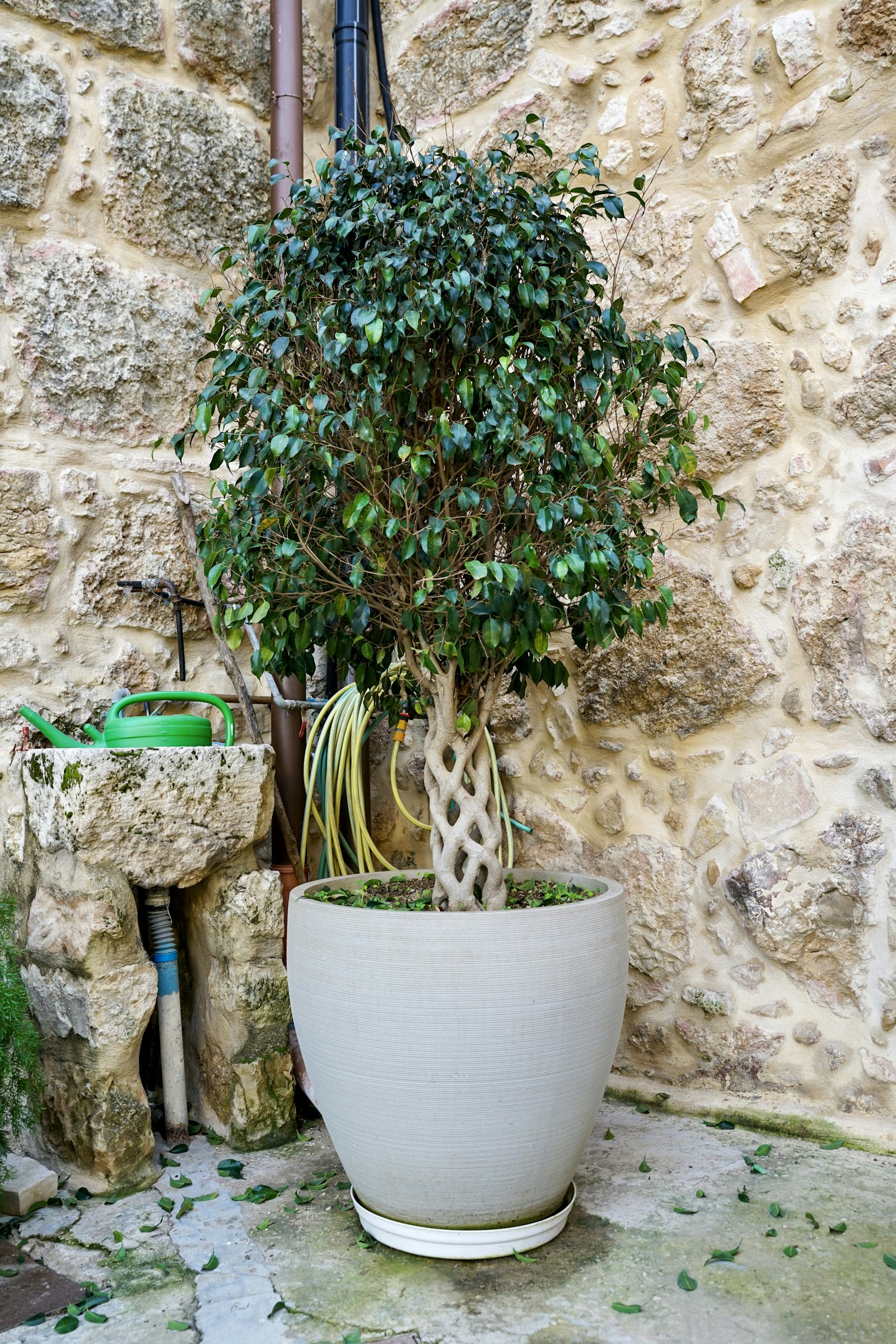 Braided-trunk ficus tree in a large pot