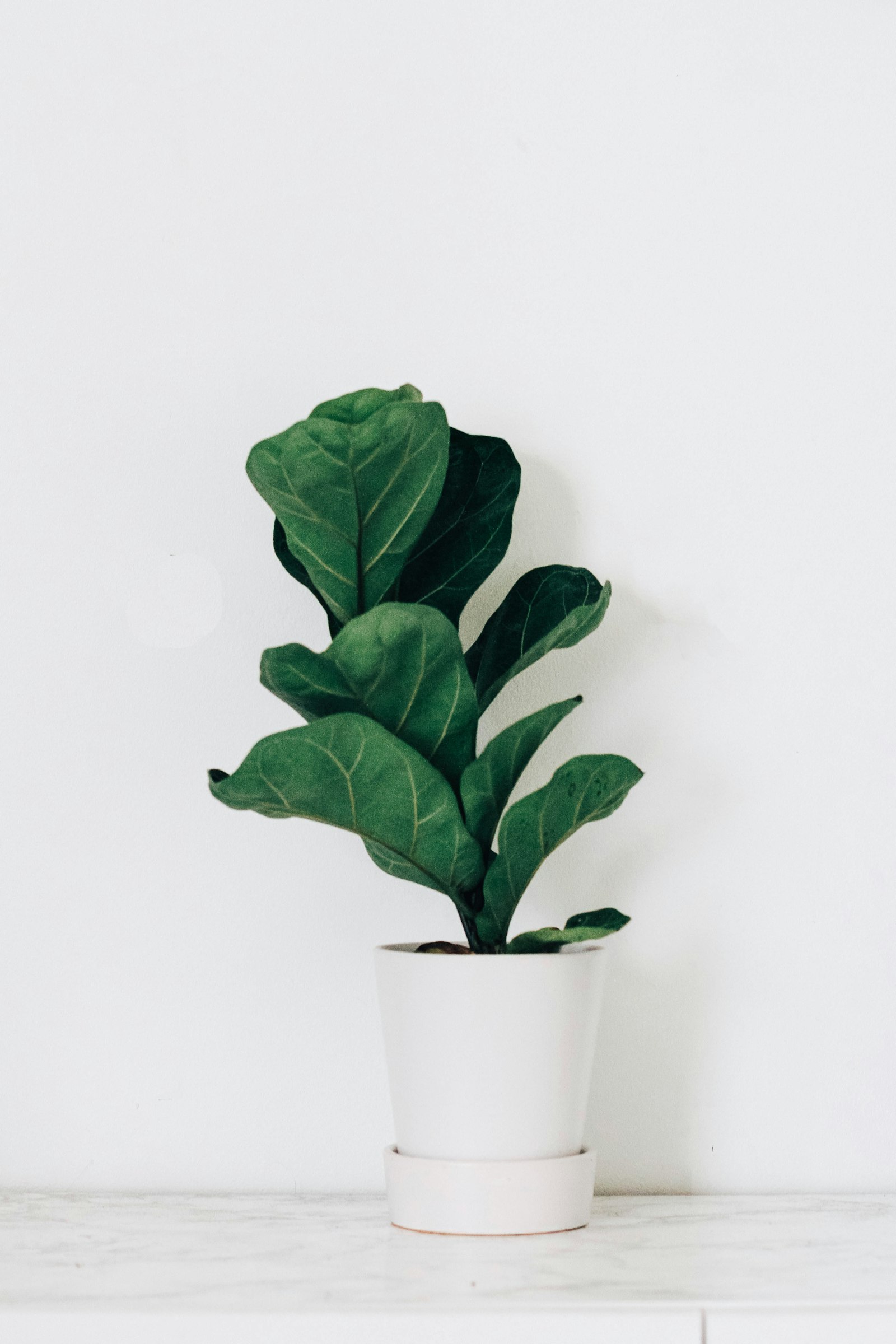 A fiddle leaf fig plant with large glossy leaves in a white pot