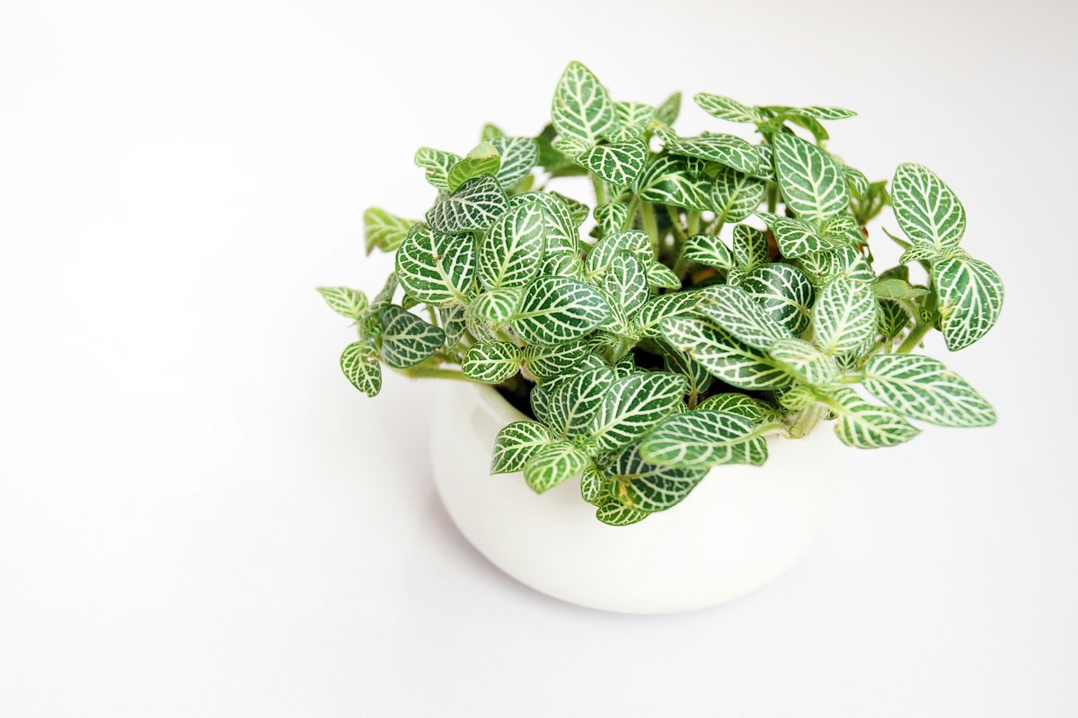 Fittonia nerve plant with green and white veined leaves in a pot