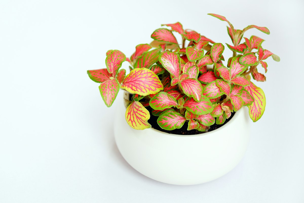 Fittonia nerve plant with pink and green vein-patterned leaves in a white pot