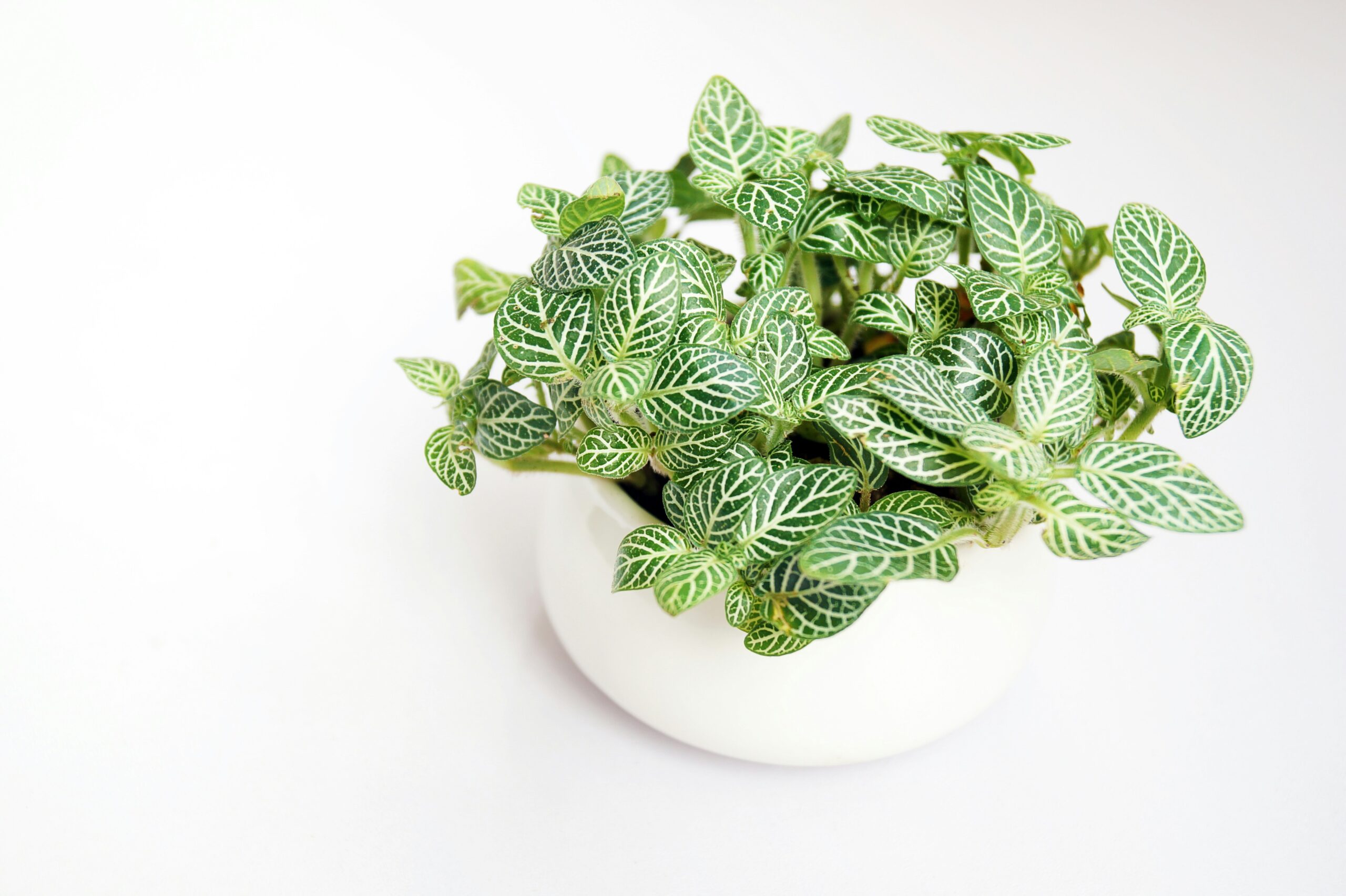 Fittonia nerve plant with white-veined green leaves in a white pot