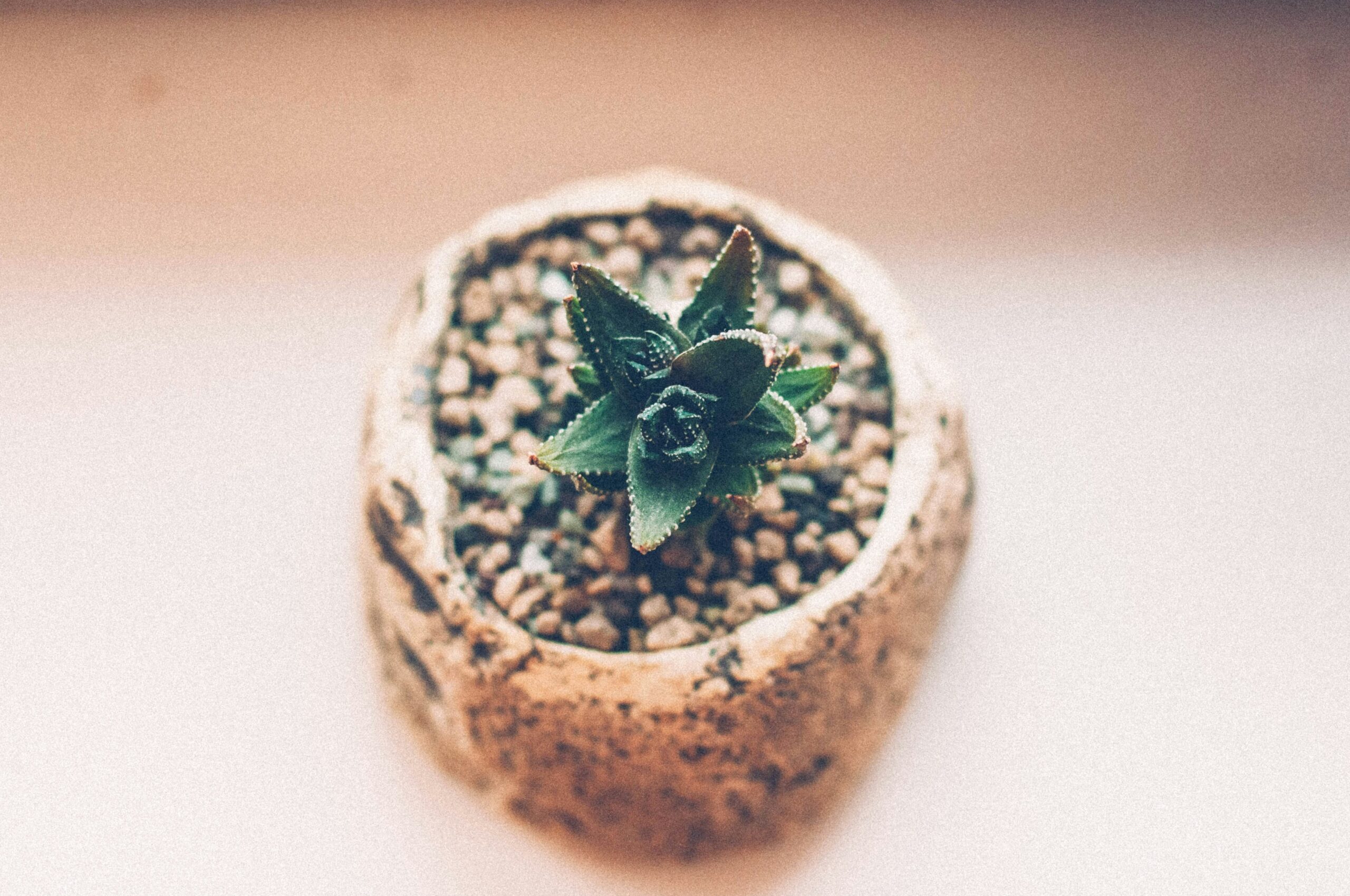 Small haworthia succulent rosette with pointed toothed leaves in a stone pot
