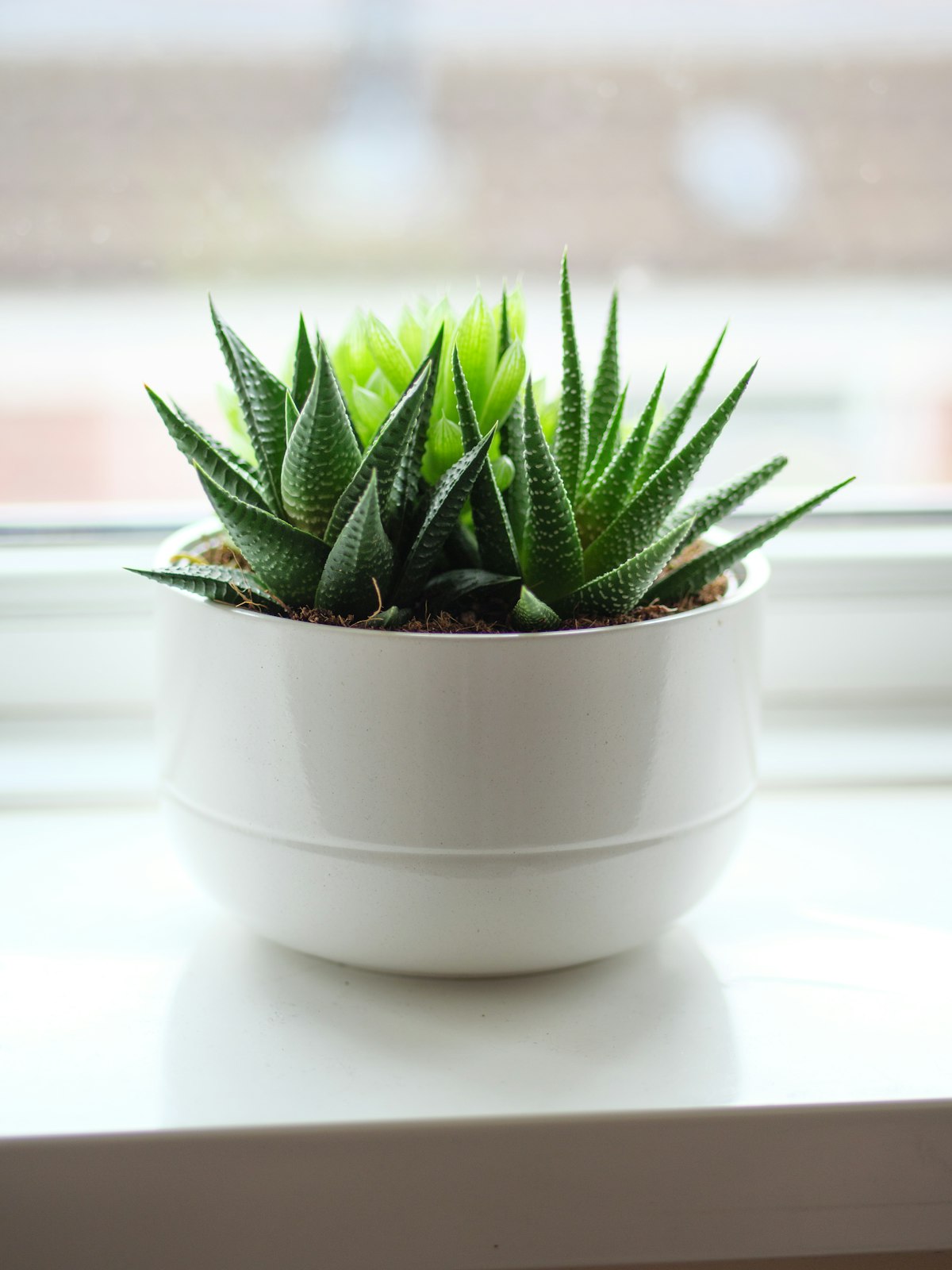 Haworthia rosette with white-striped pointed leaves on a windowsill