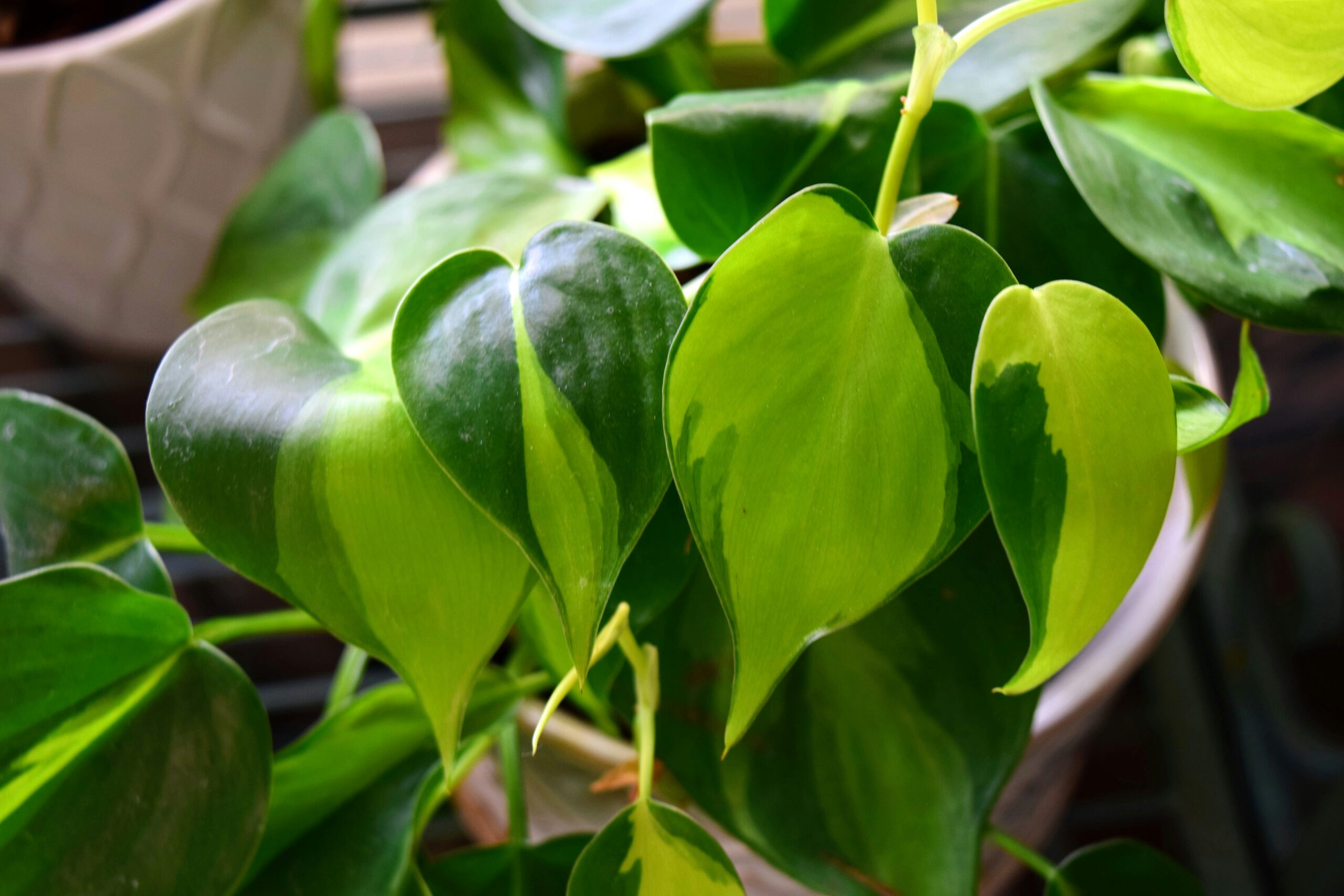 Heartleaf philodendron with glossy, heart-shaped trailing leaves