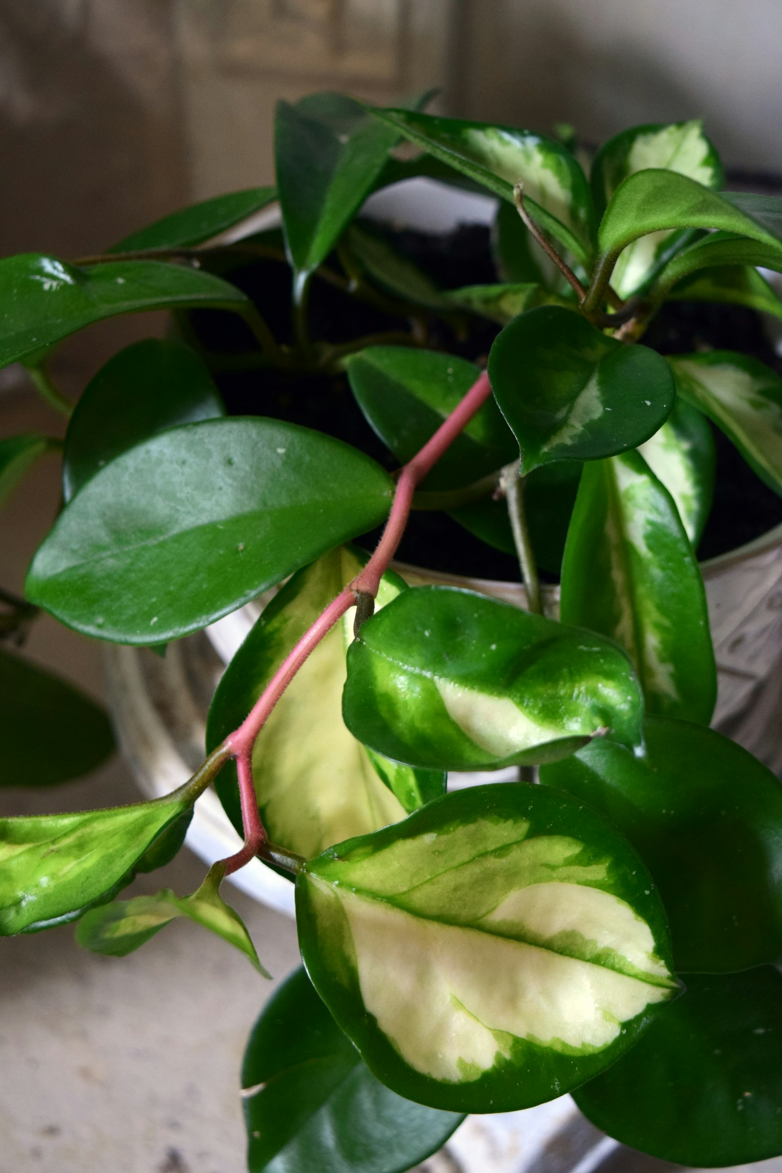 Variegated hoya plant with waxy green and cream leaves