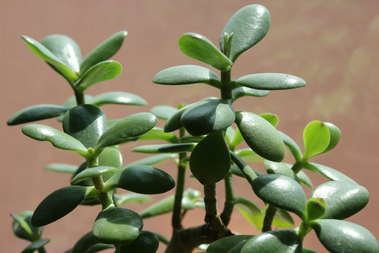 Close-up of jade plant thick round leaves