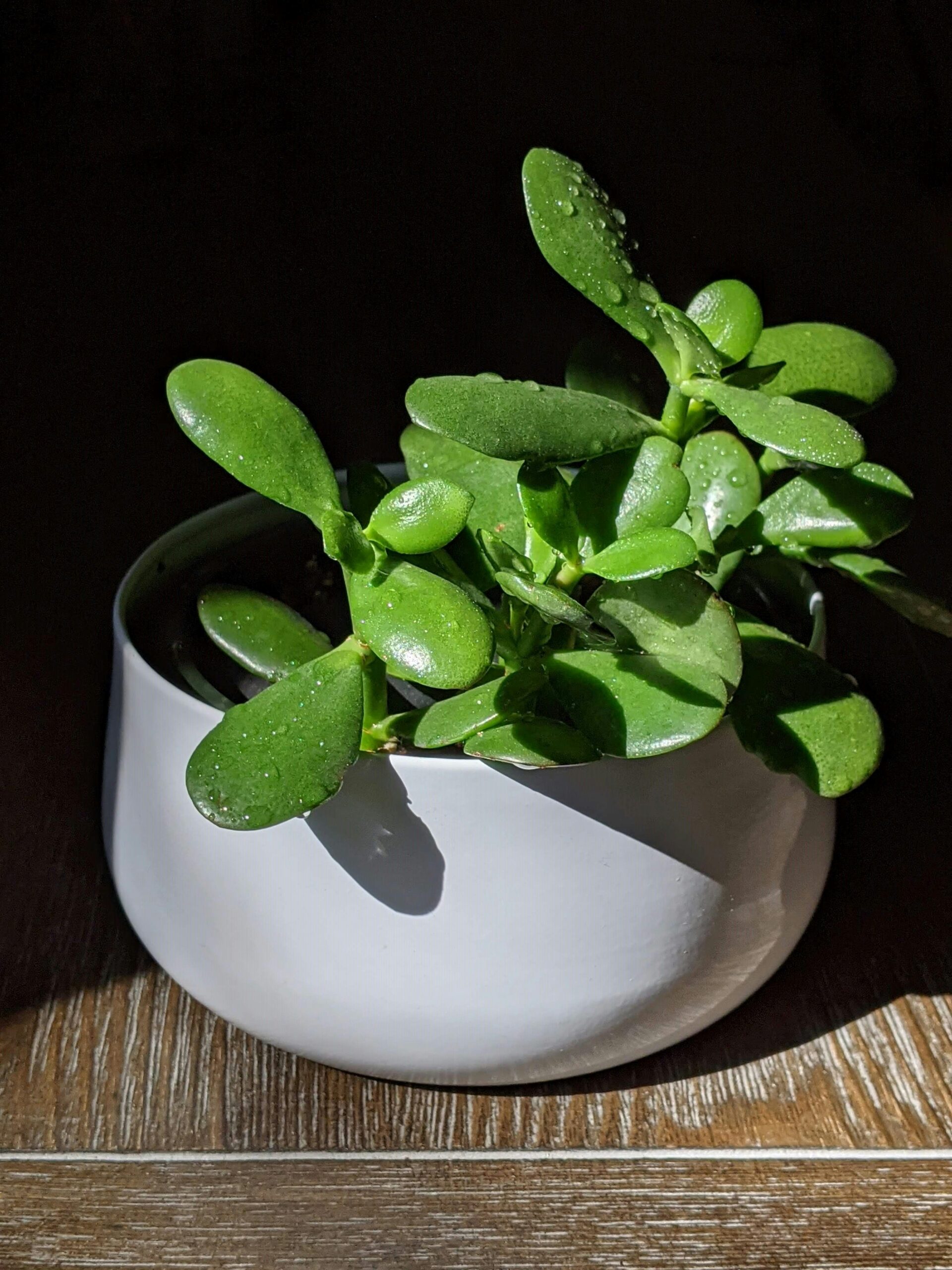 Jade plant with plump, glossy oval leaves in a white pot