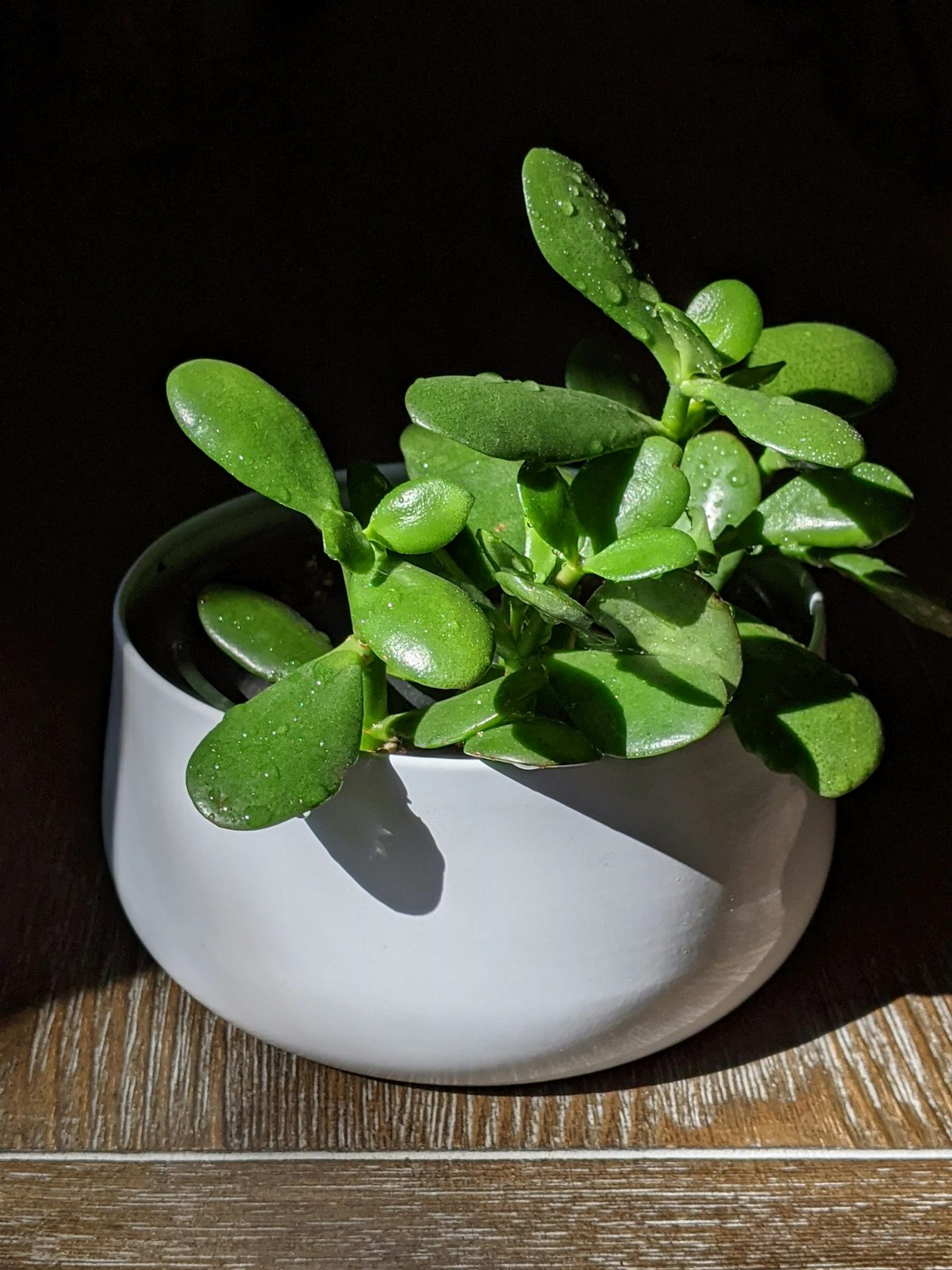 Mature jade plant with thick woody stem showing tree-like branching