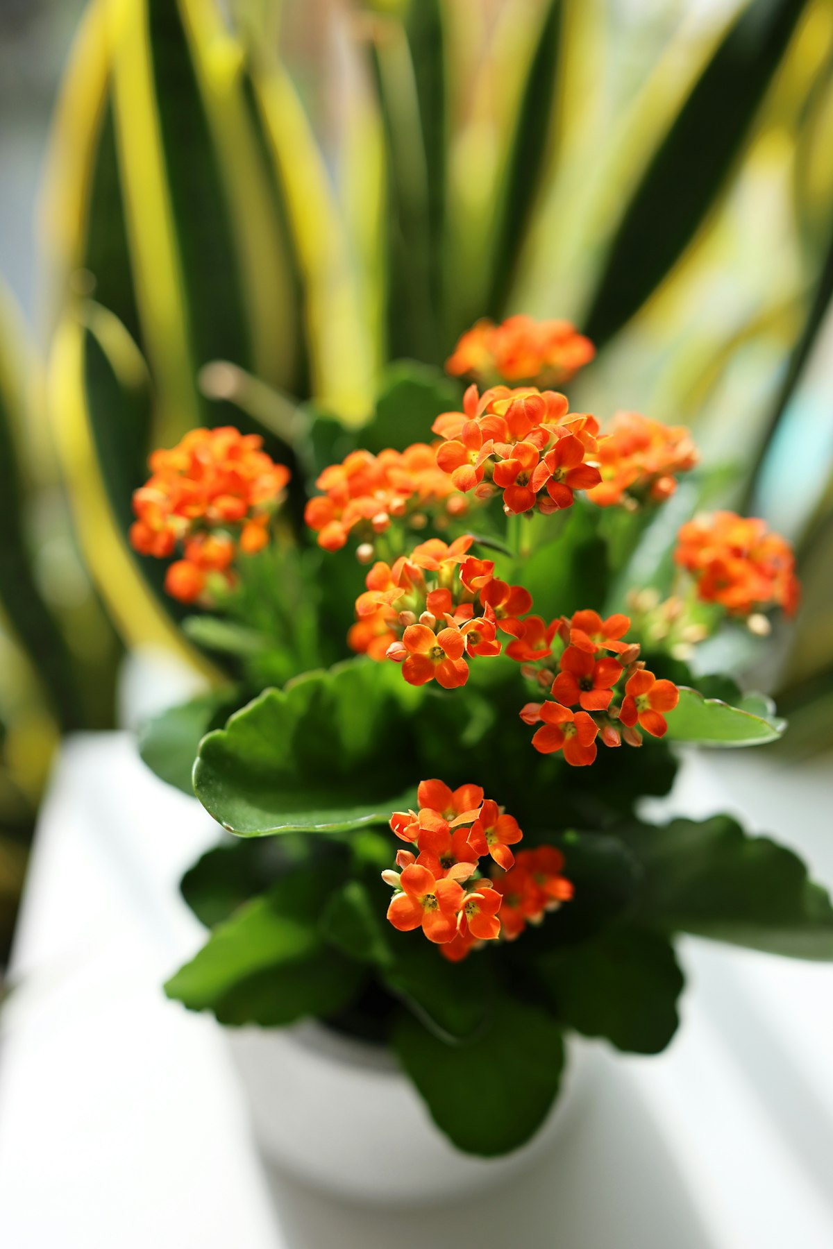 Kalanchoe plant with orange flowers in a white pot