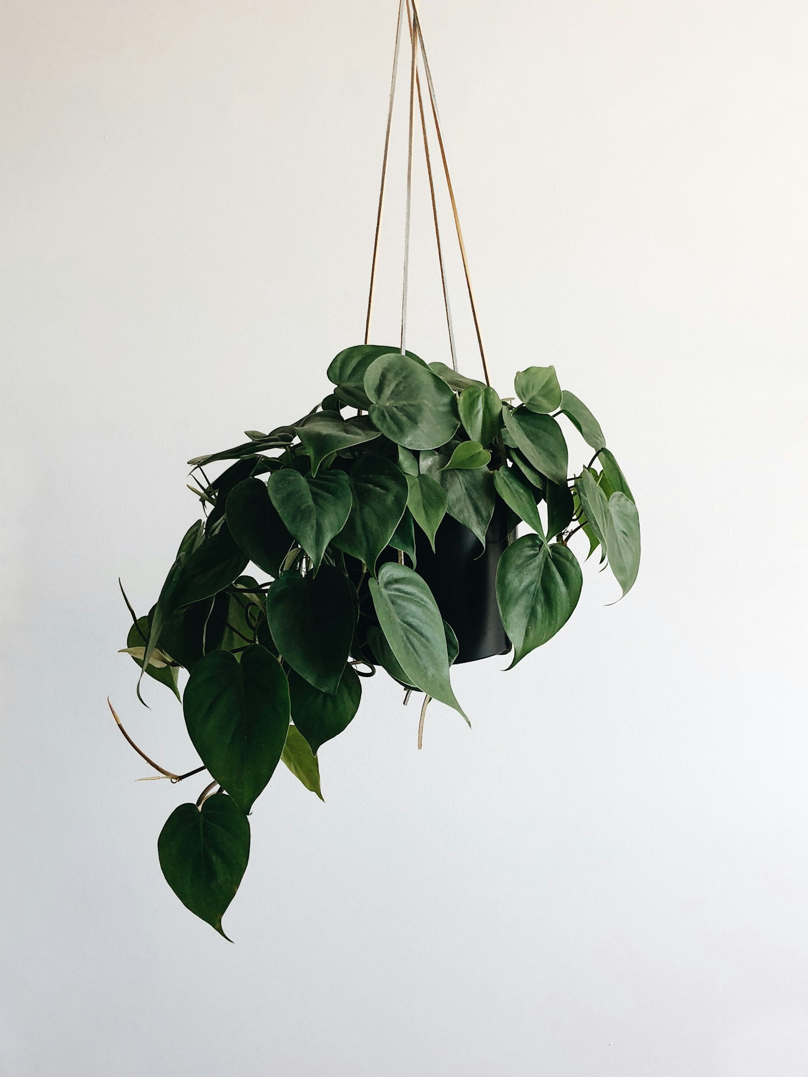 A trailing houseplant vine with leaves spaced far apart, hanging against a wall