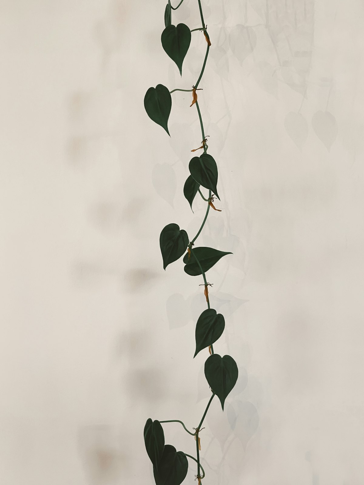 Trailing vine with long stem and widely spaced leaves stretching toward light