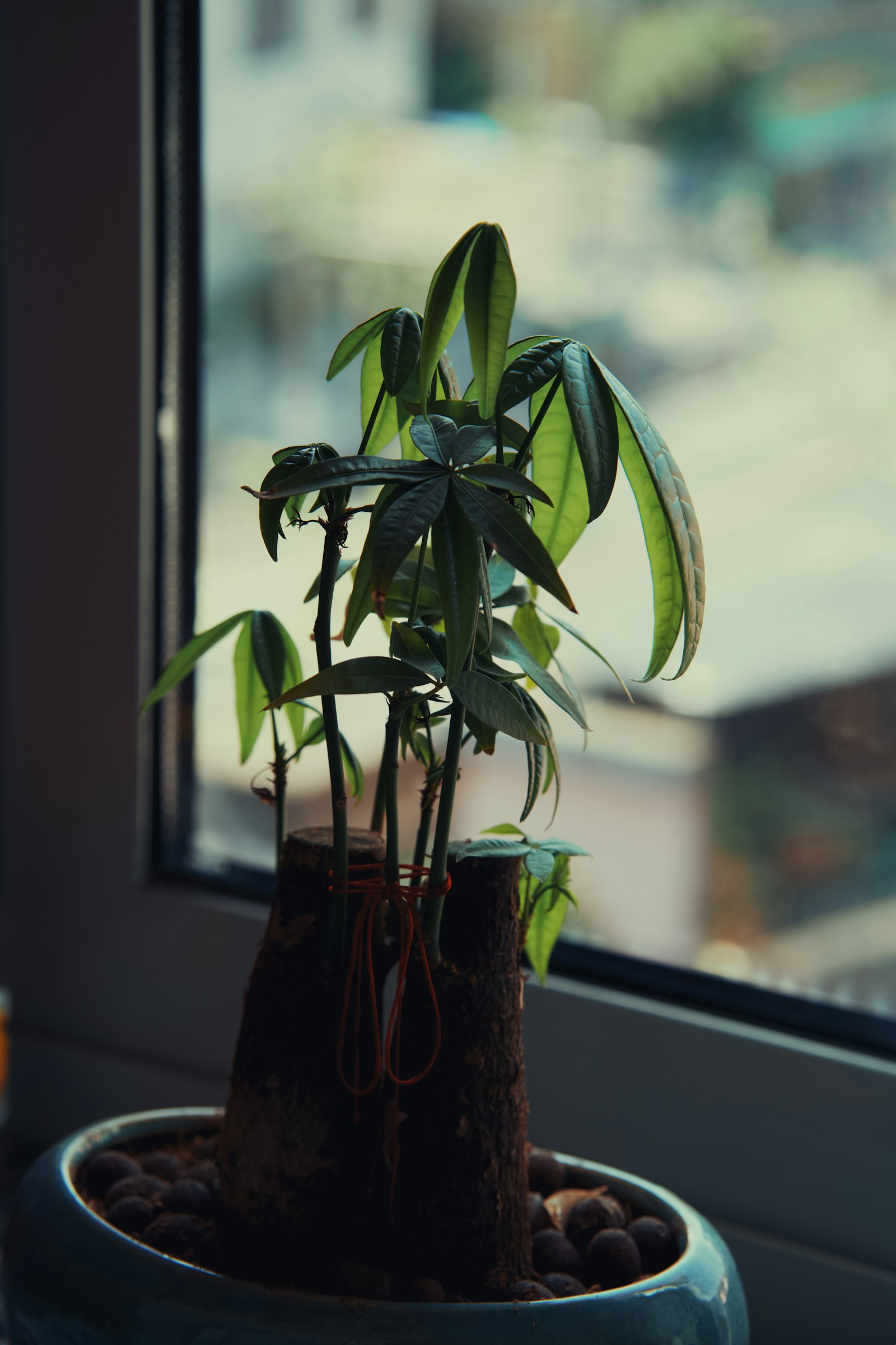 Braided money tree plant on a windowsill