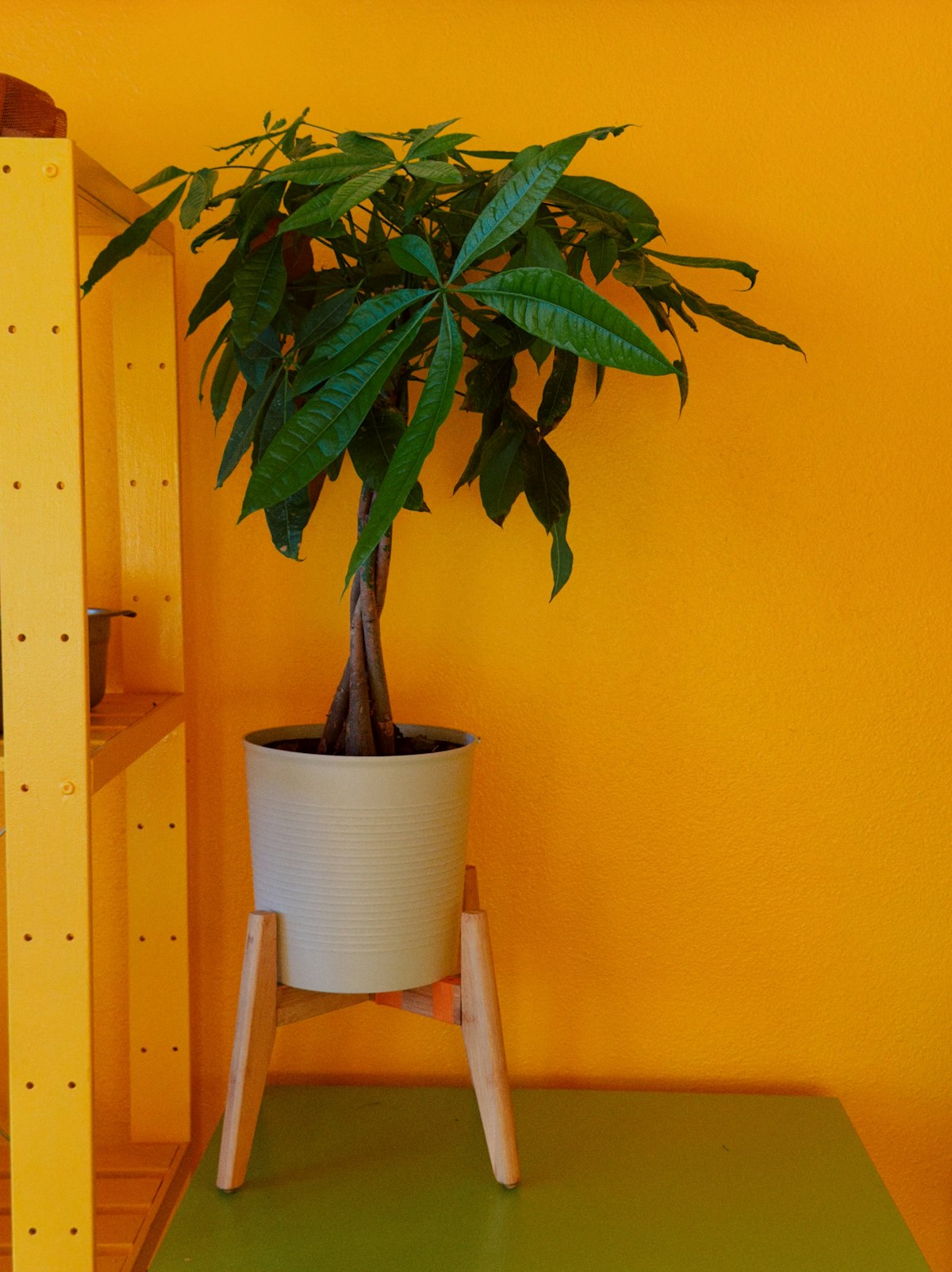Money tree (Pachira aquatica) with palmate compound leaves