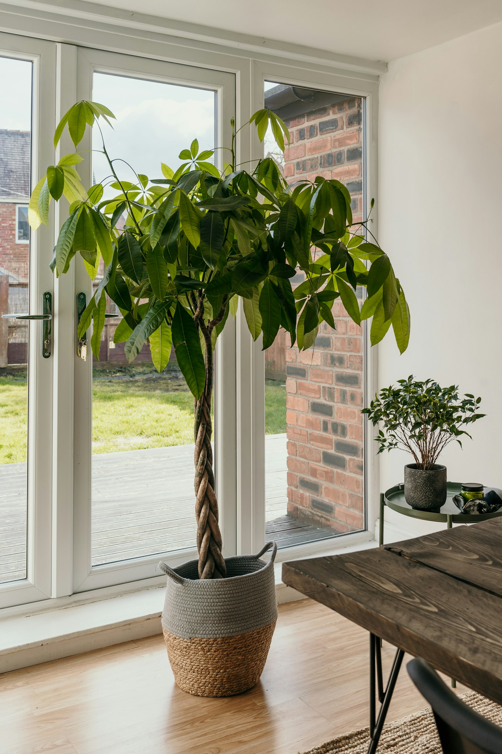 Braided-trunk money tree (Pachira aquatica) with palmate leaves in front of a window